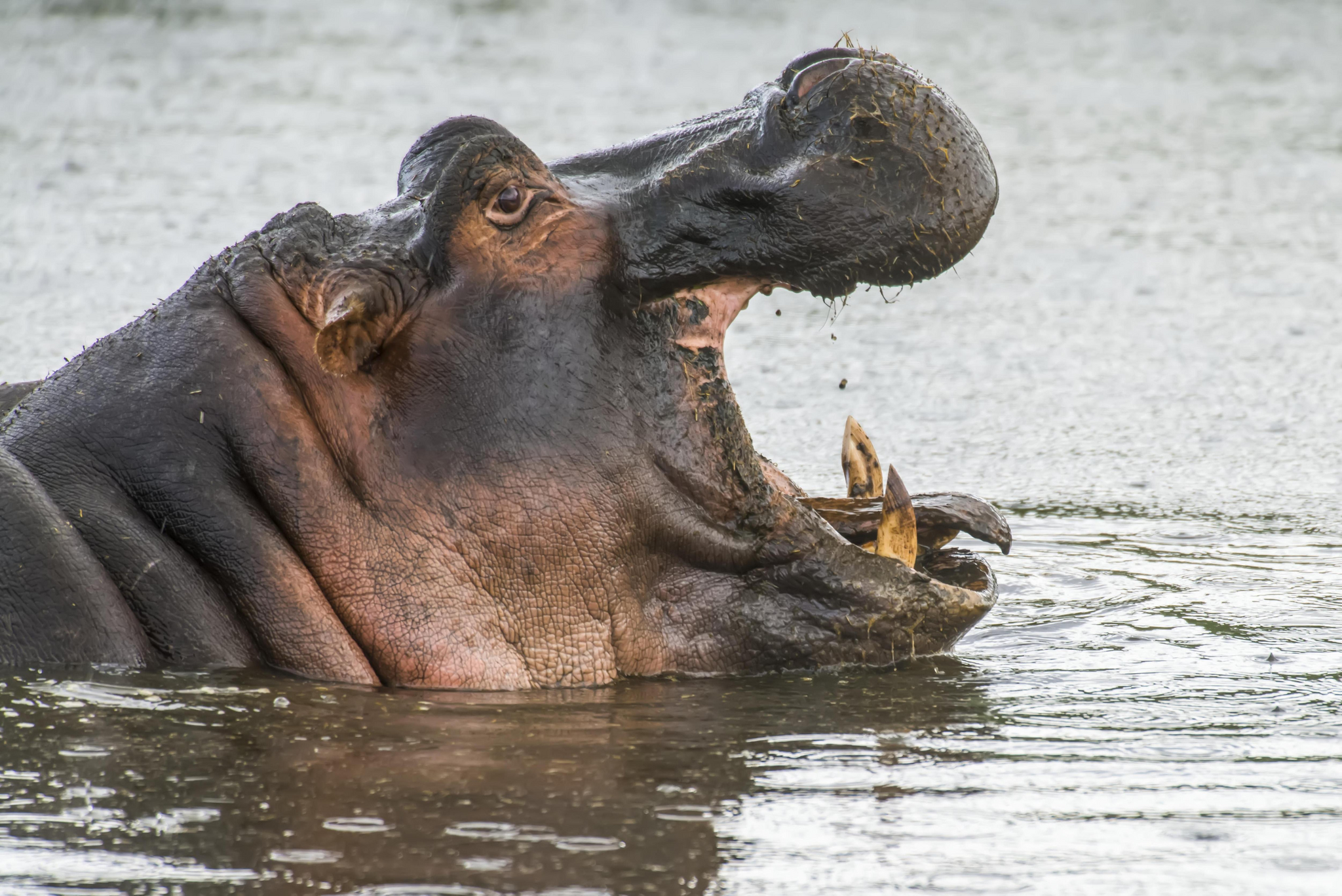 63-year-old tourist miraculously survives hippopotamus attack - hippopotamus, Attack, Туристы, Life safety, Zambia, South Africa, Wild animals, Dangerous animals, Africa, Canoe, River rafting, Luck, Injury, Ungulates, Artiodactyls