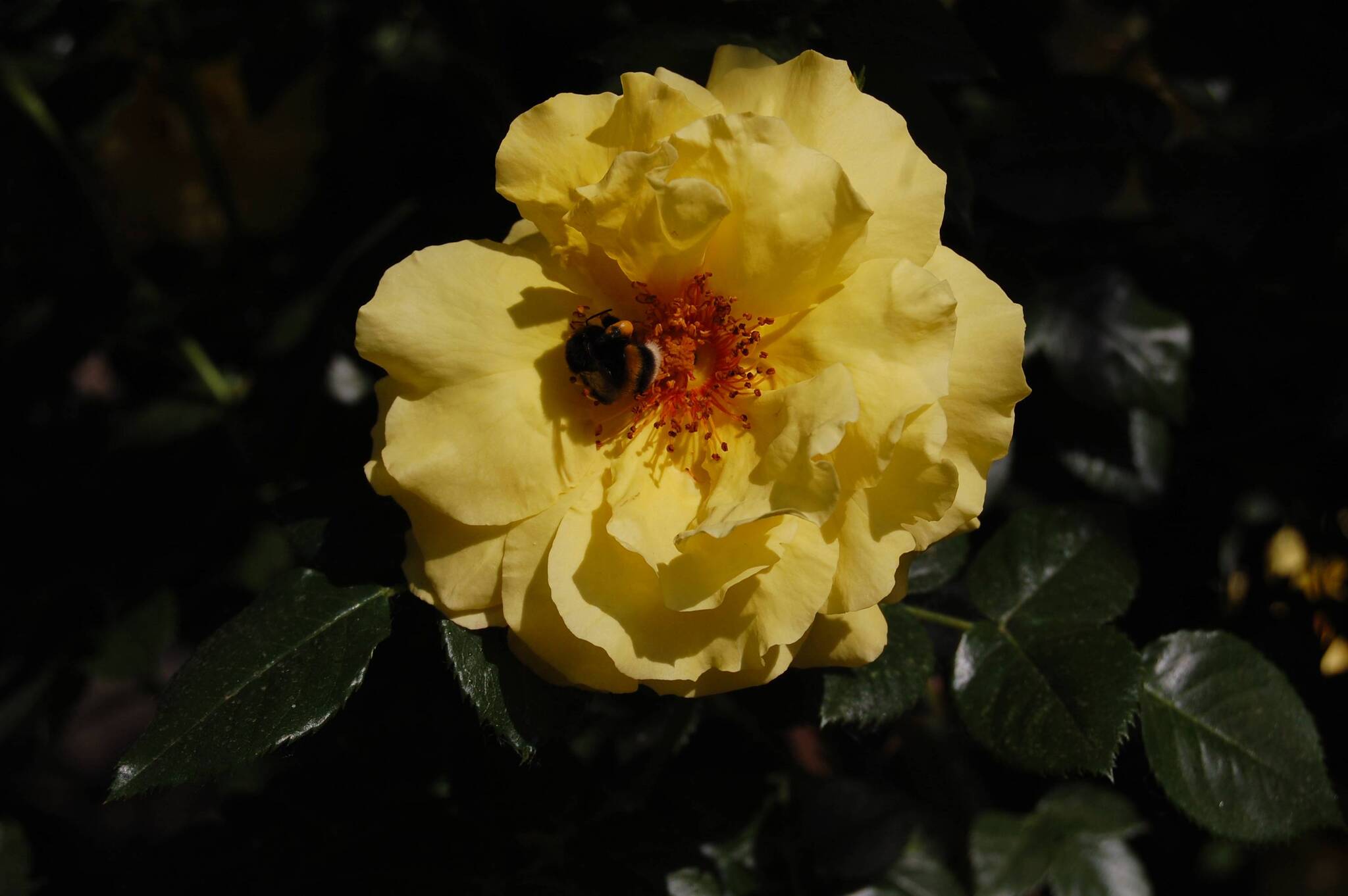 It was summer, the bumblebee was very busy - My, The photo, the Rose, Bumblebee, Flowers, Pollination, Insects