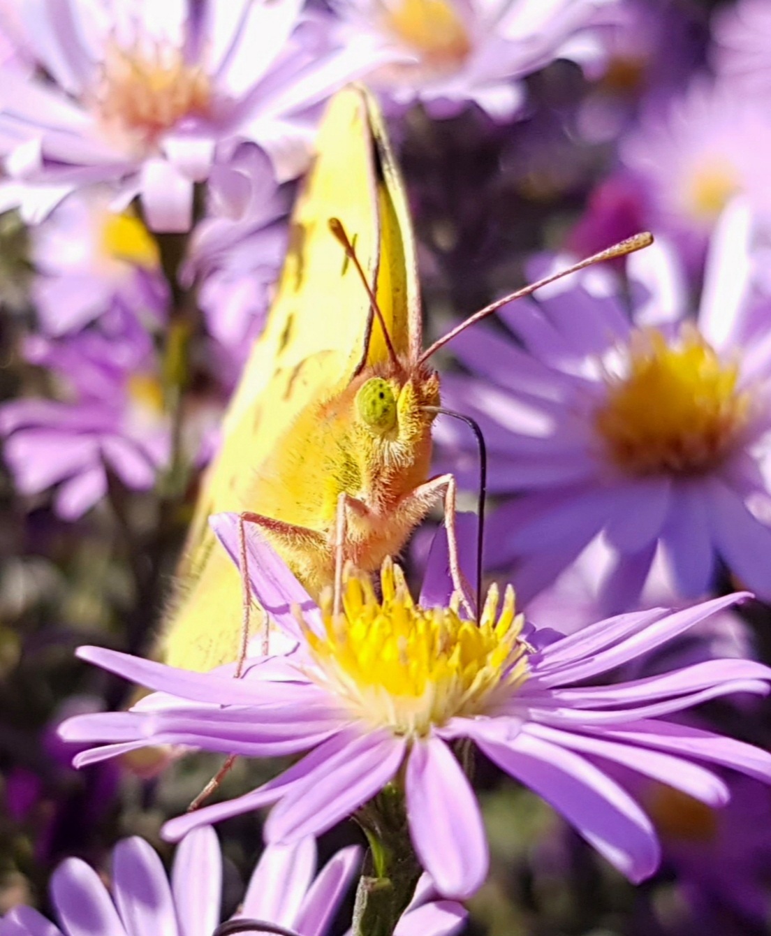 Guests of autumn flowerbeds - My, Autumn, Flower bed, September, Butterfly, Floriculture, Macro photography, Insects, Longpost