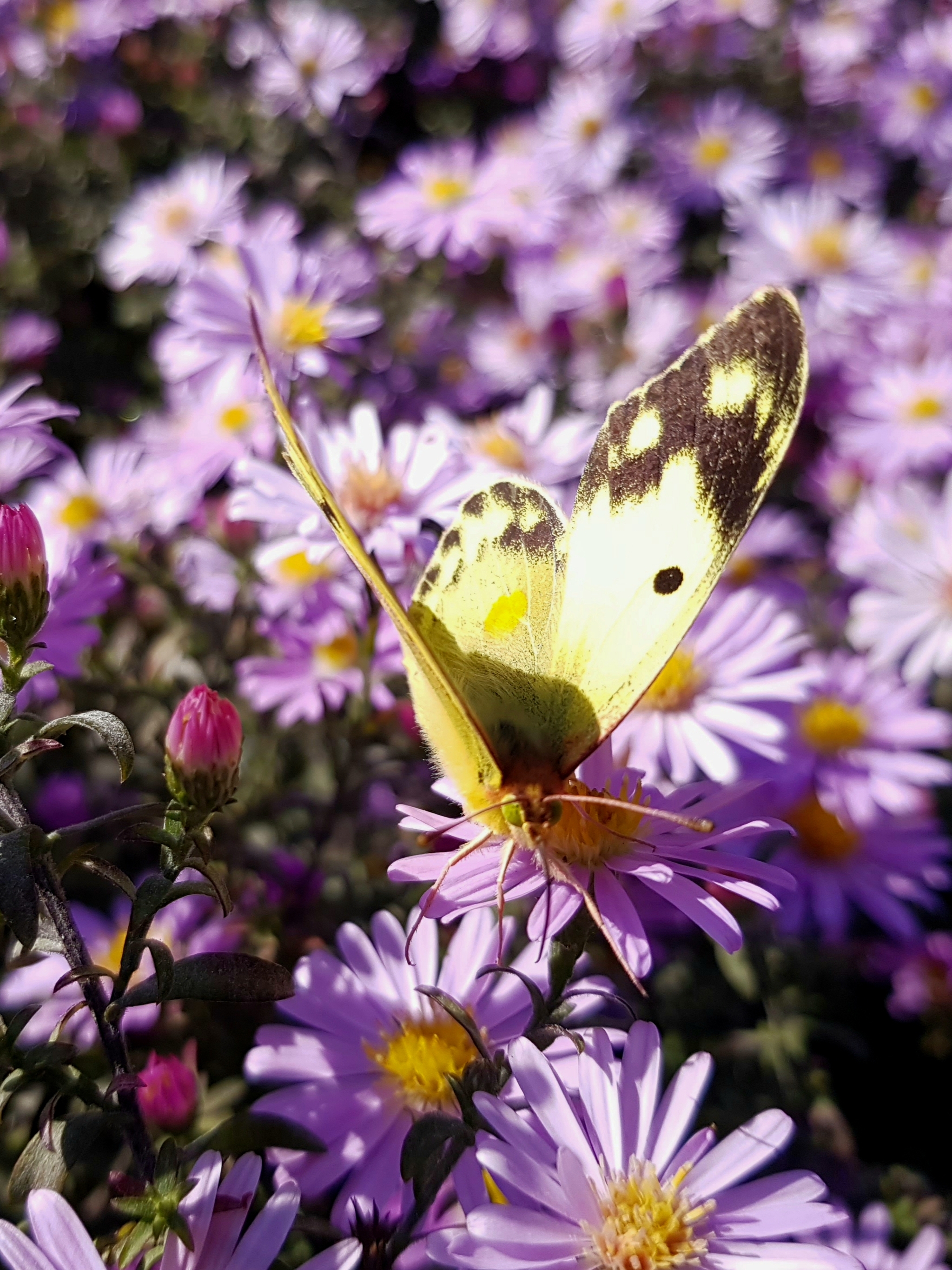 Guests of autumn flowerbeds - My, Autumn, Flower bed, September, Butterfly, Floriculture, Macro photography, Insects, Longpost