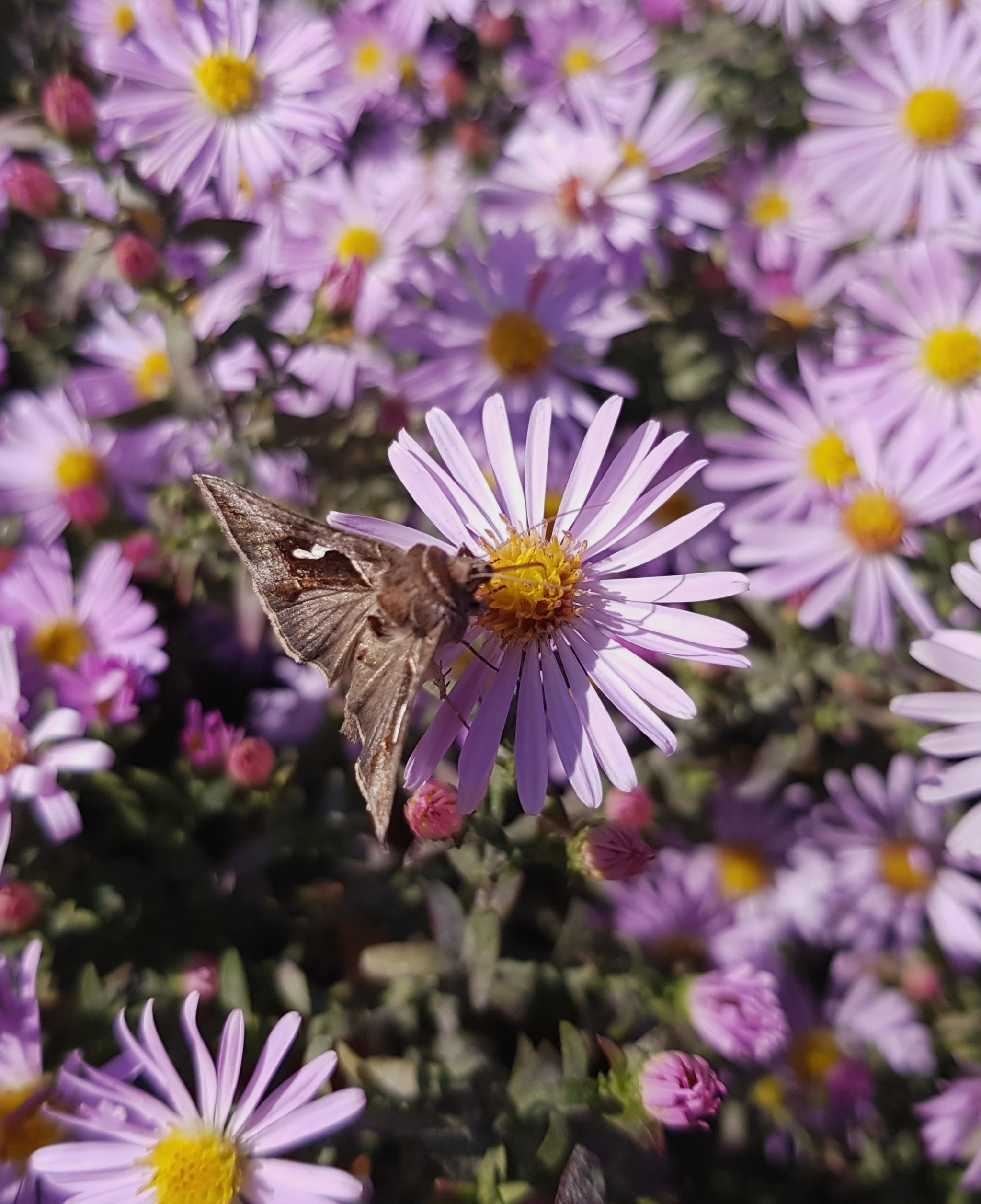 Guests of autumn flowerbeds - My, Autumn, Flower bed, September, Butterfly, Floriculture, Macro photography, Insects, Longpost