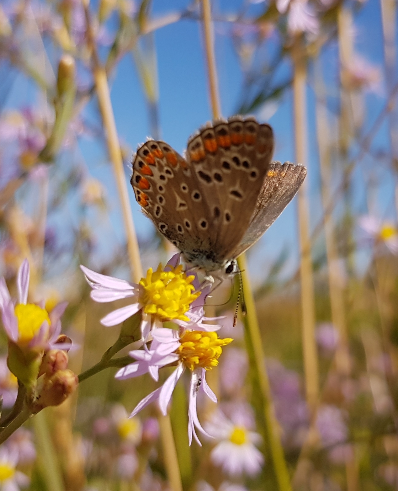 Guests of autumn flowerbeds - My, Autumn, Flower bed, September, Butterfly, Floriculture, Macro photography, Insects, Longpost