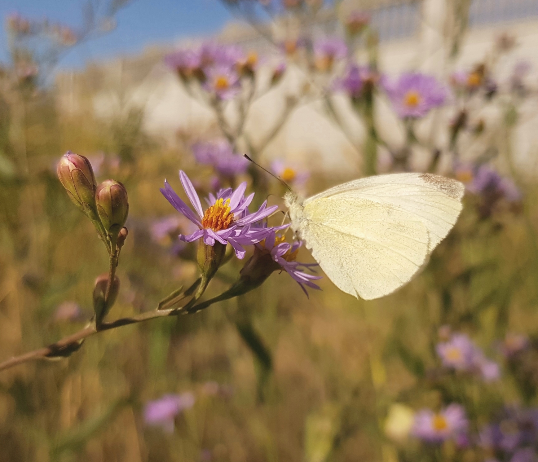 Guests of autumn flowerbeds - My, Autumn, Flower bed, September, Butterfly, Floriculture, Macro photography, Insects, Longpost