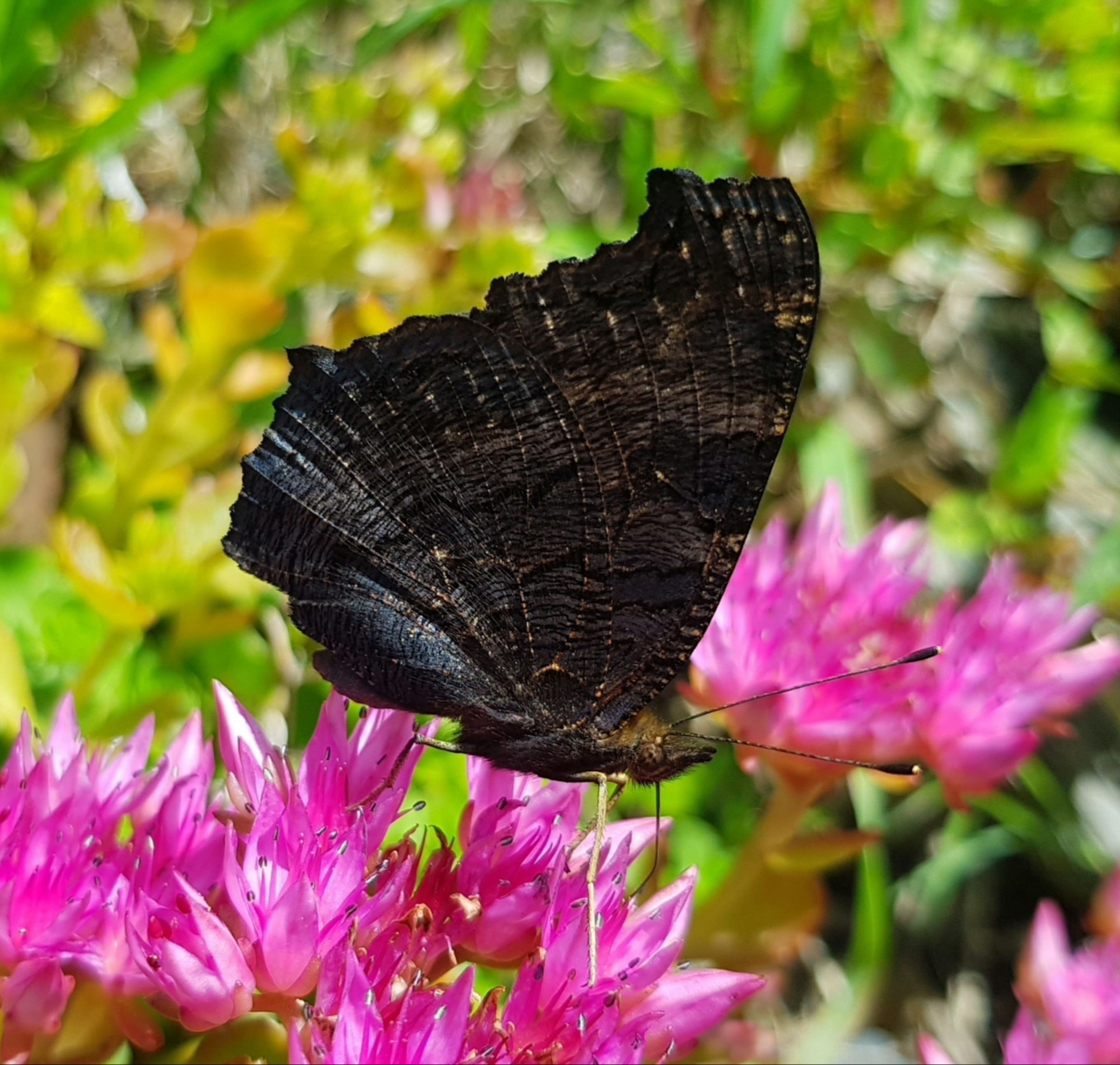 Guests of autumn flowerbeds - My, Autumn, Flower bed, September, Butterfly, Floriculture, Macro photography, Insects, Longpost