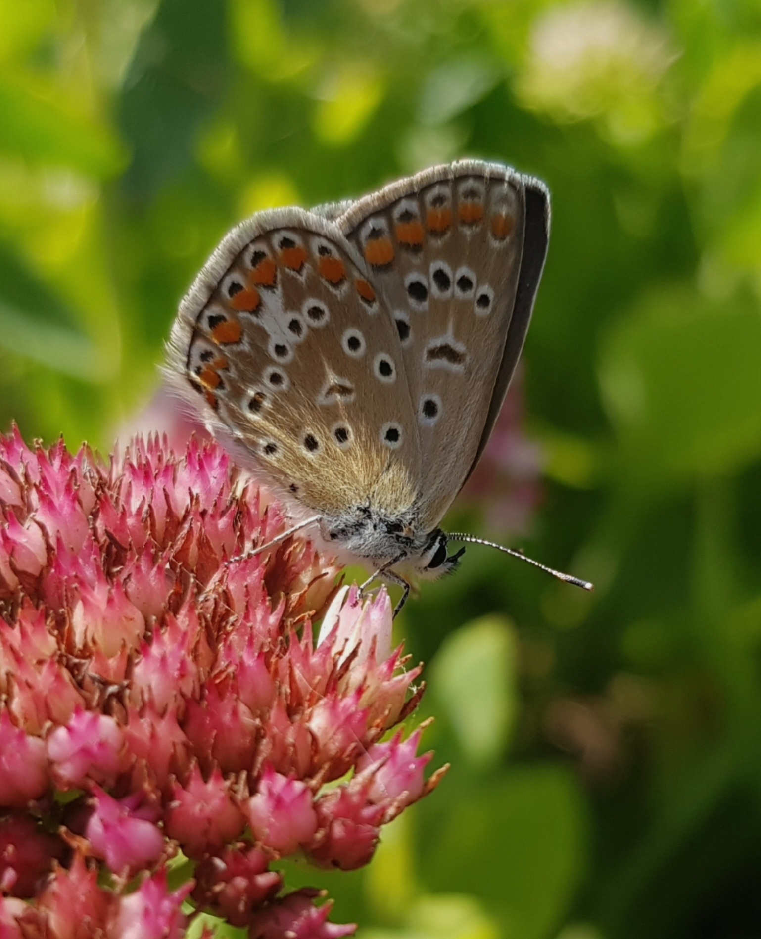 Guests of autumn flowerbeds - My, Autumn, Flower bed, September, Butterfly, Floriculture, Macro photography, Insects, Longpost