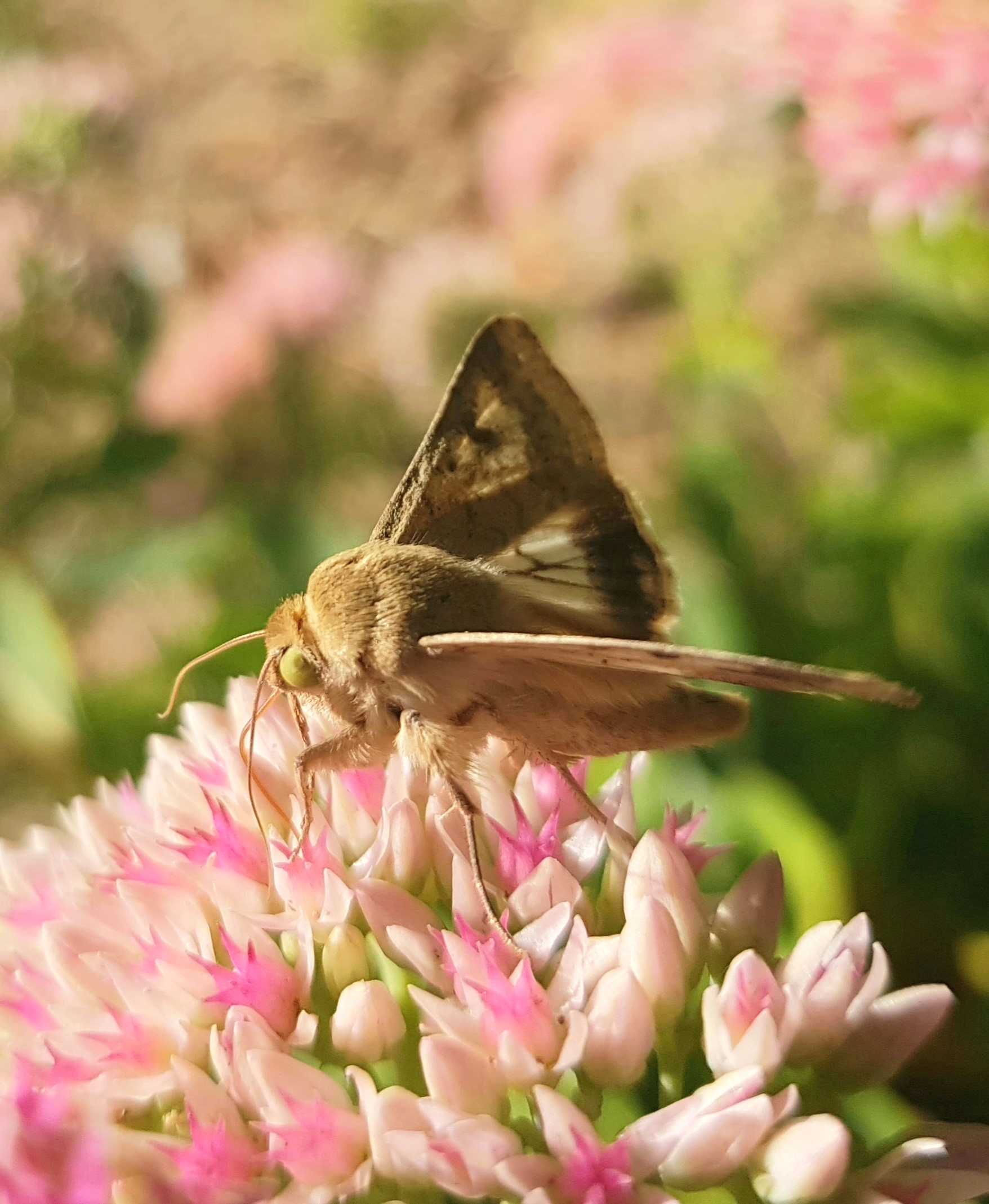 Guests of autumn flowerbeds - My, Autumn, Flower bed, September, Butterfly, Floriculture, Macro photography, Insects, Longpost