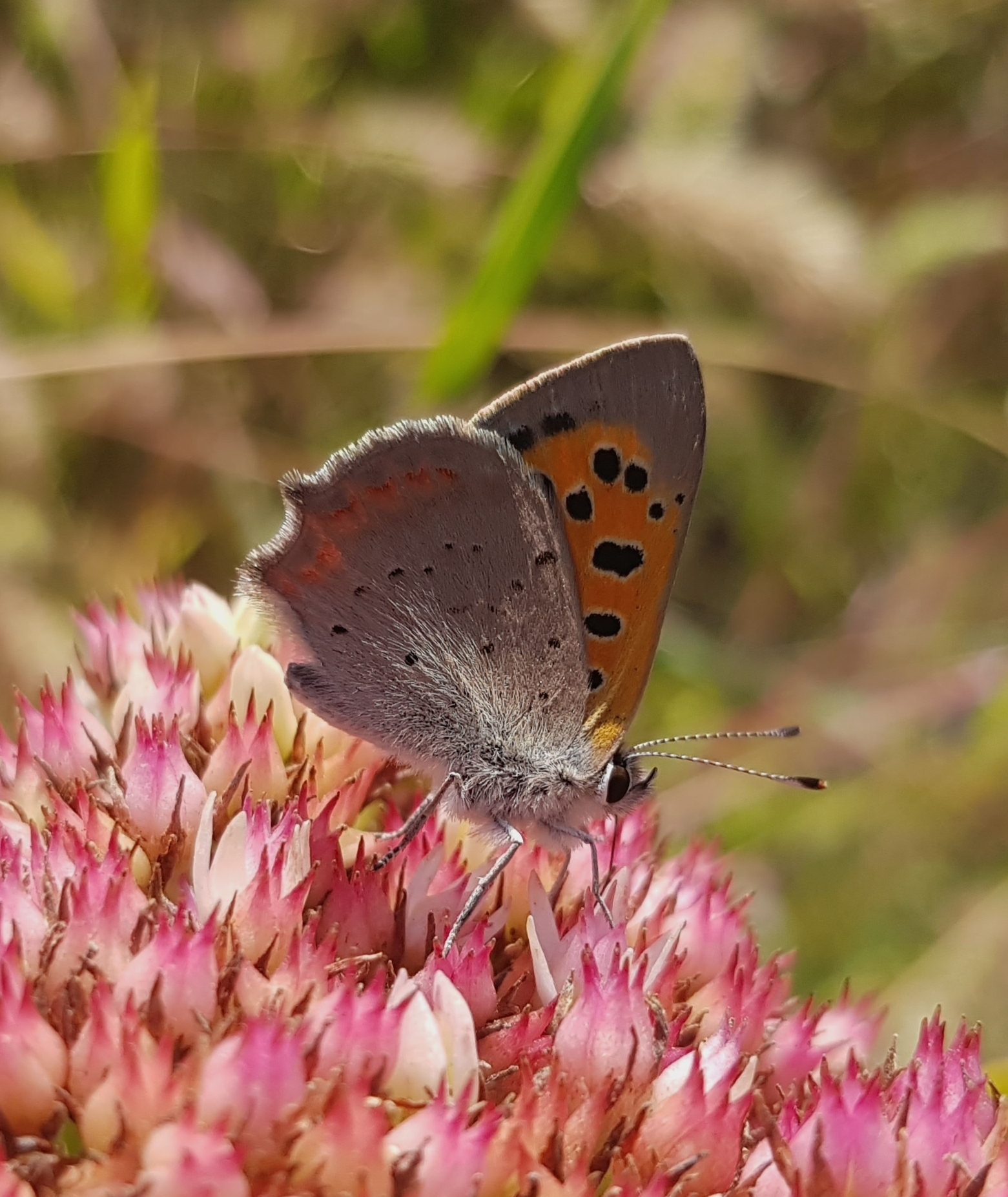 Guests of autumn flowerbeds - My, Autumn, Flower bed, September, Butterfly, Floriculture, Macro photography, Insects, Longpost