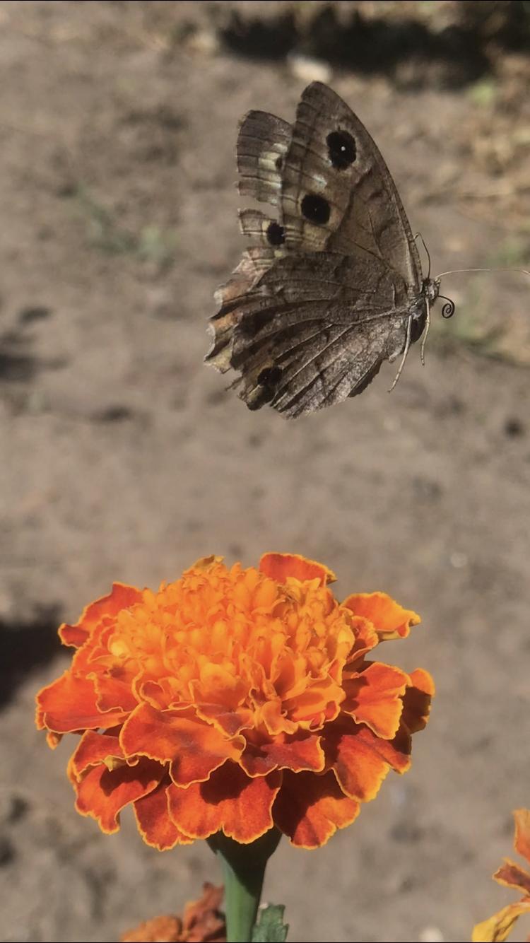 Guests of autumn flowerbeds - My, Autumn, Flower bed, September, Butterfly, Floriculture, Macro photography, Insects, Longpost