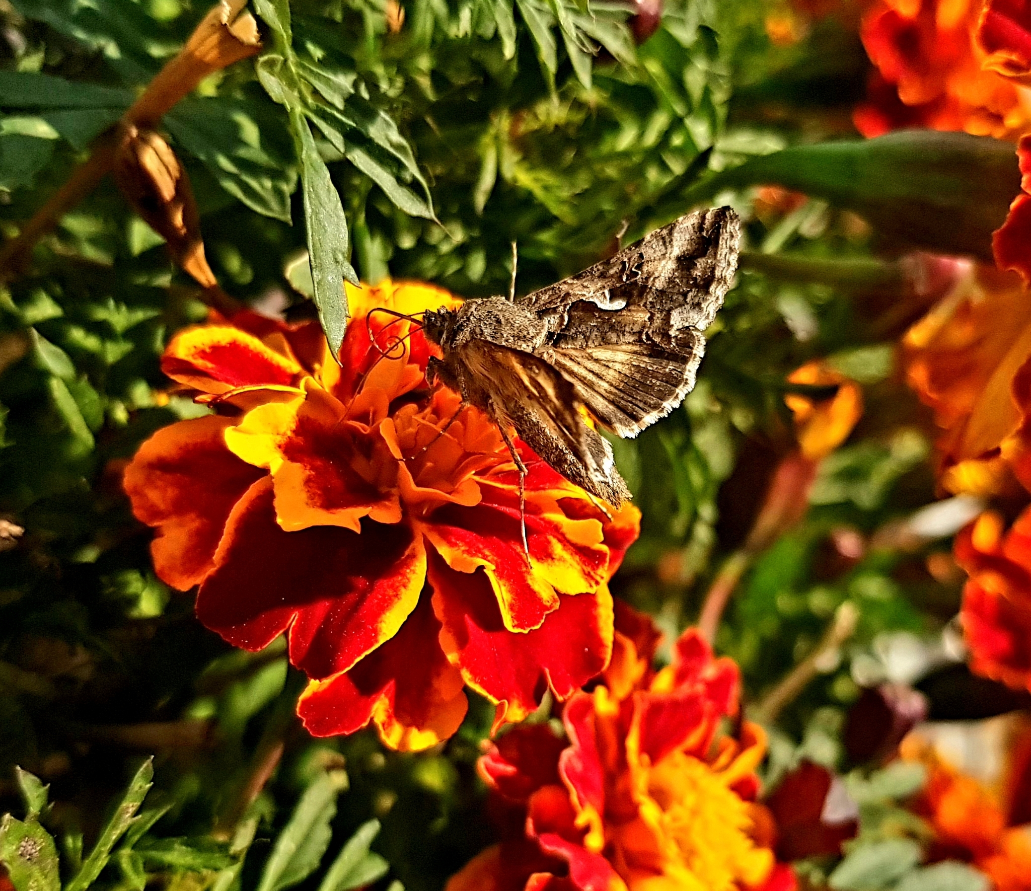 Guests of autumn flowerbeds - My, Autumn, Flower bed, September, Butterfly, Floriculture, Macro photography, Insects, Longpost