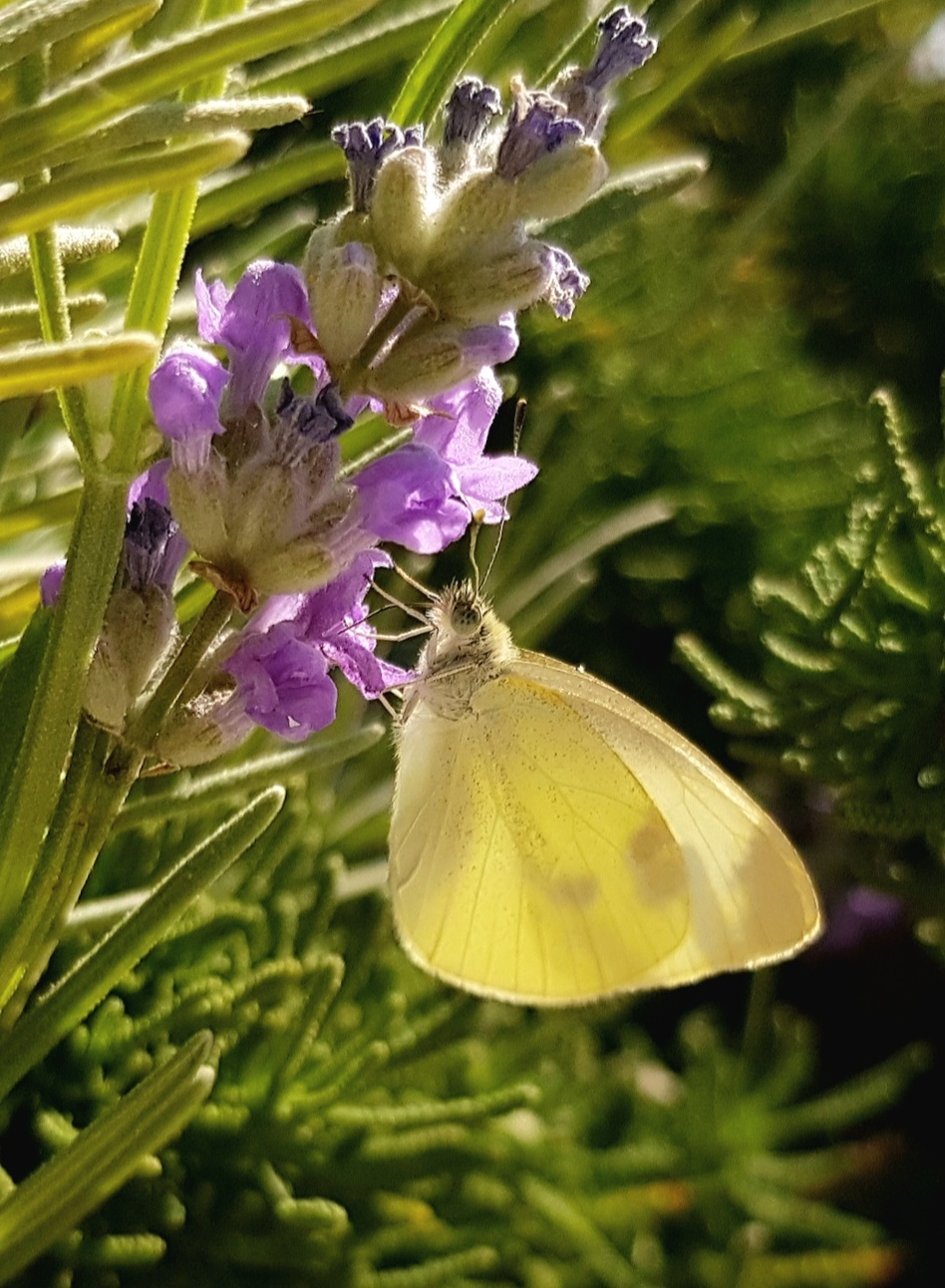 Guests of autumn flowerbeds - My, Autumn, Flower bed, September, Butterfly, Floriculture, Macro photography, Insects, Longpost