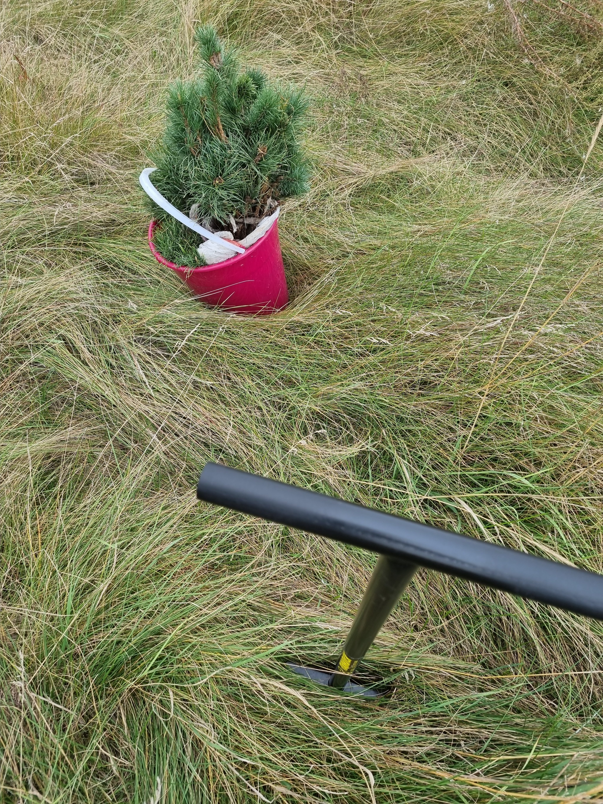 In the morning we plant Korean and Siberian cedars - My, Tyumen, Tyumen region, Forest, Nuts, Cedar, Land plot, Forest Park, Saplings, Reforestation, Longpost