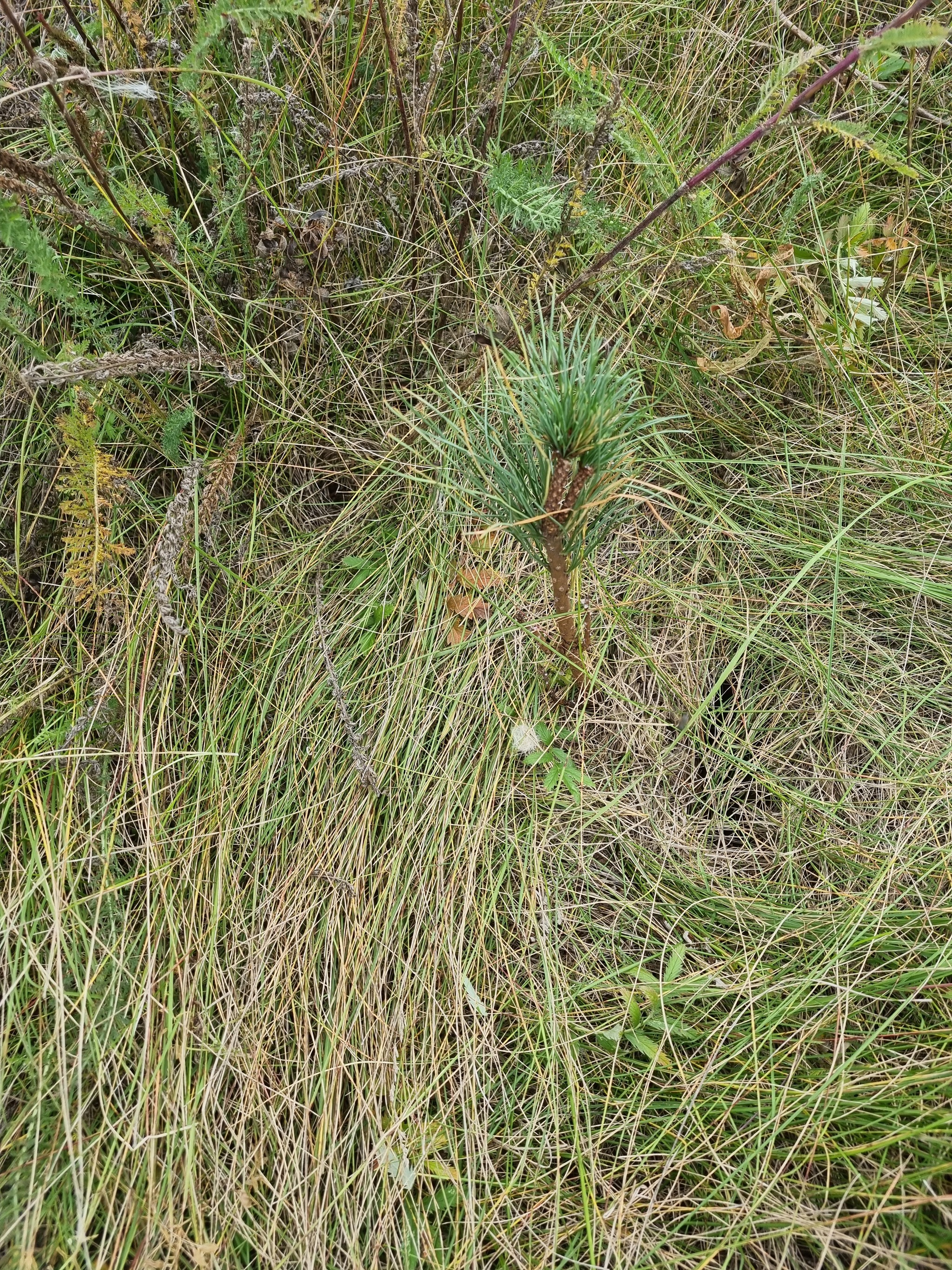 In the morning we plant Korean and Siberian cedars - My, Tyumen, Tyumen region, Forest, Nuts, Cedar, Land plot, Forest Park, Saplings, Reforestation, Longpost