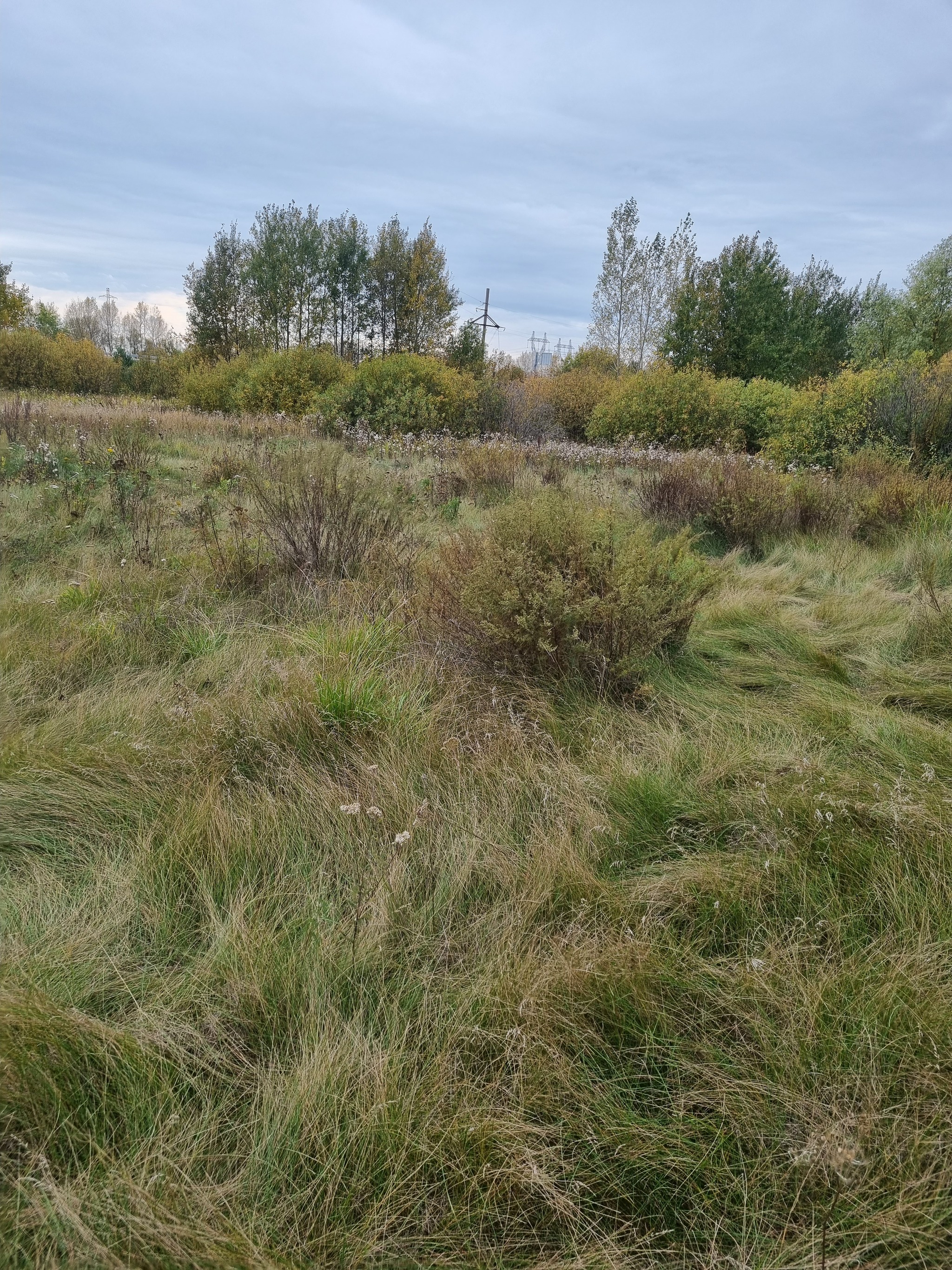 In the morning we plant Korean and Siberian cedars - My, Tyumen, Tyumen region, Forest, Nuts, Cedar, Land plot, Forest Park, Saplings, Reforestation, Longpost