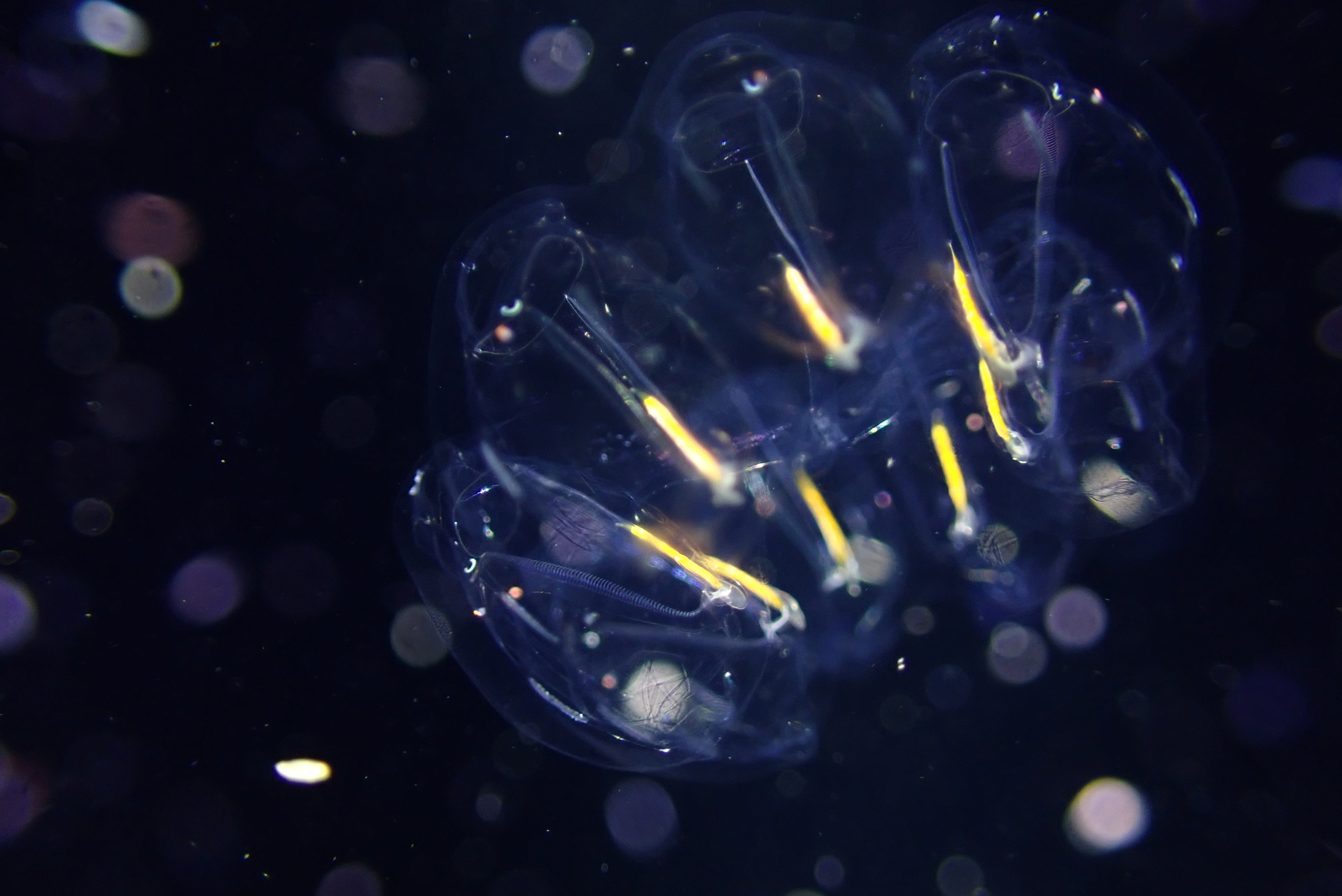 The Kingdom of the Jellyfish. Darkness, depth and fantastic creatures - Biology, Diving, Jellyfish, Nauchpop, Video, Soundless, Longpost