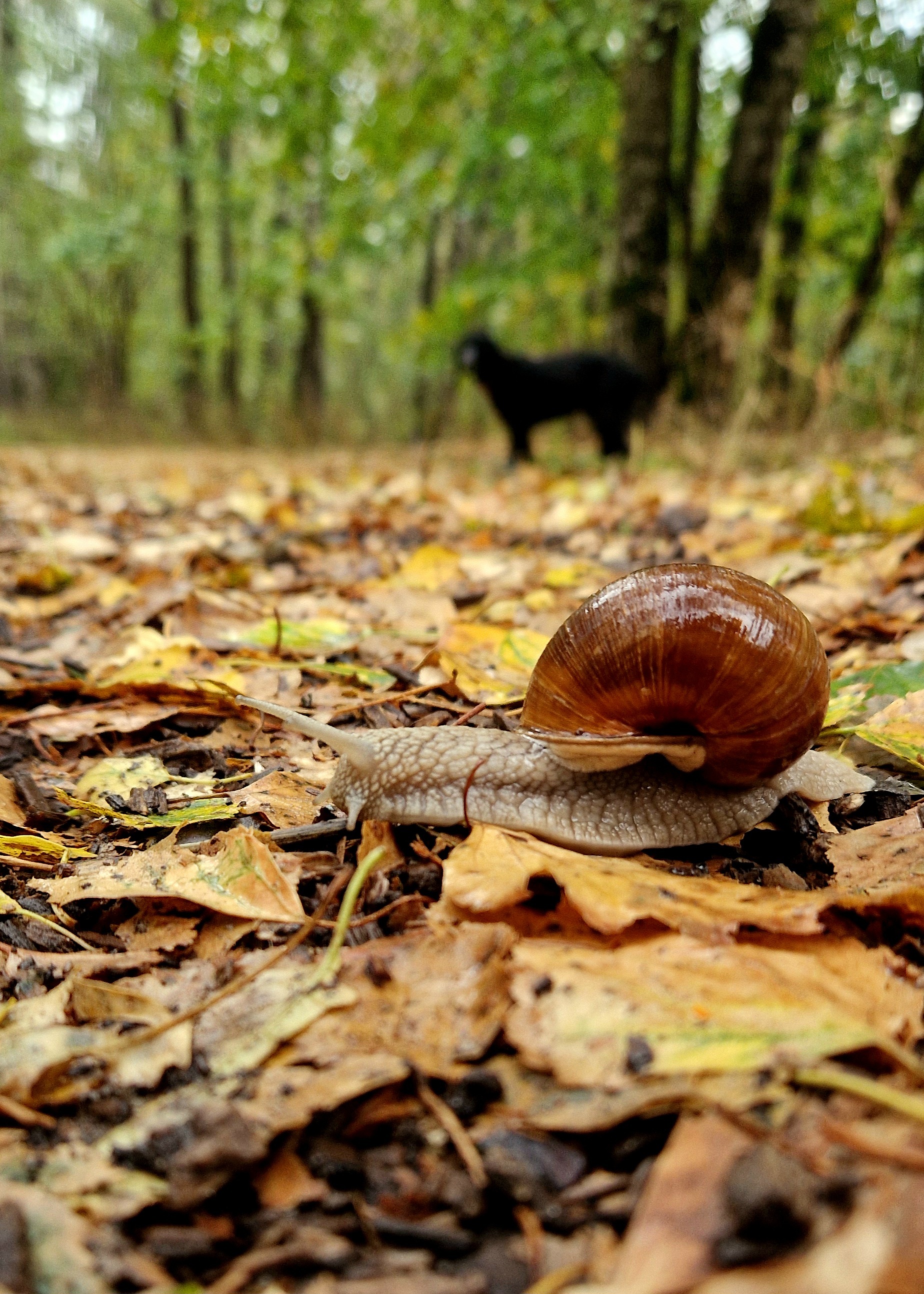 Snail 2 - My, Snail, Autumn, Nature, Walk, The photo