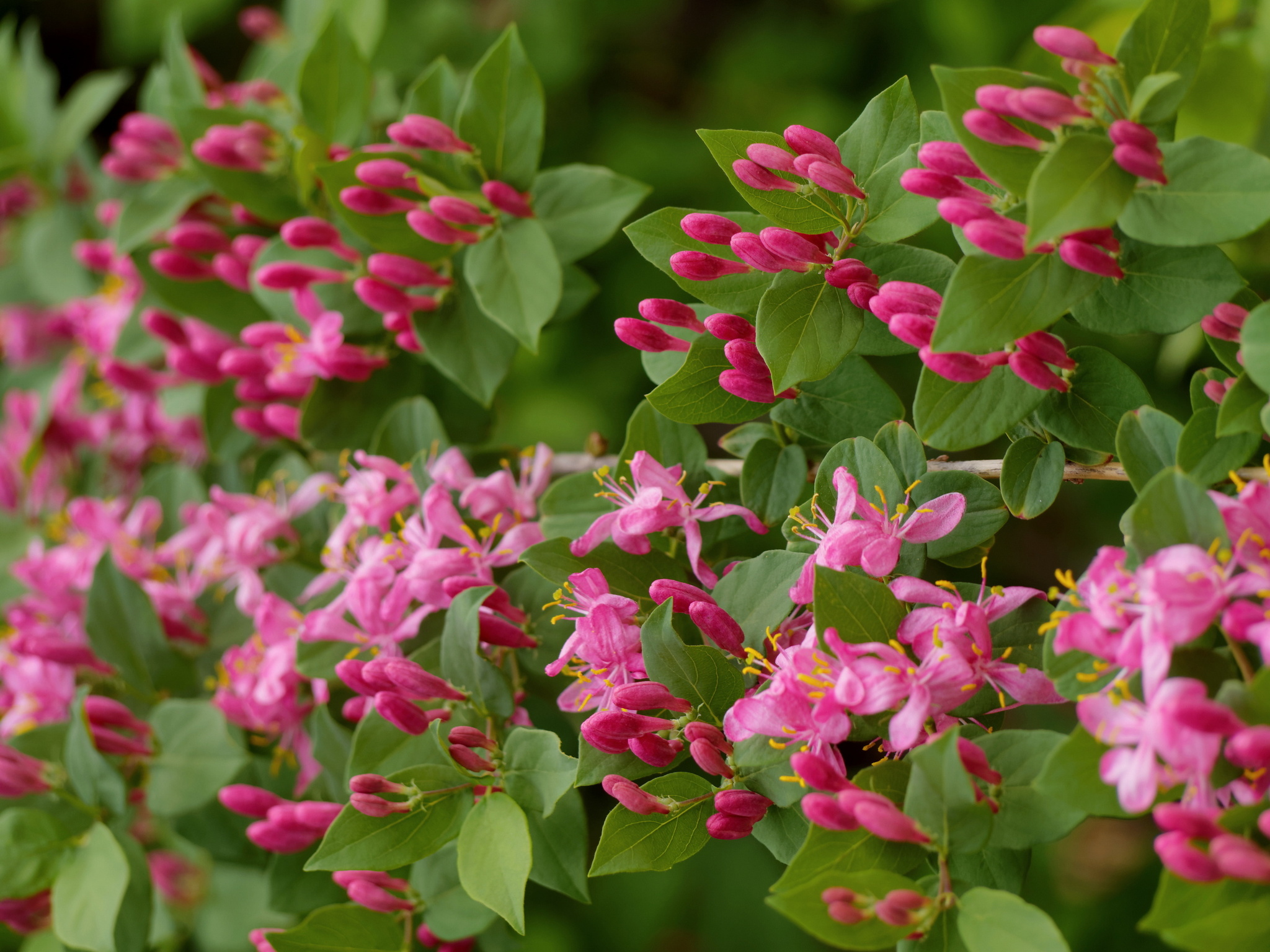 Tatar honeysuckle - My, The photo, 2015, May, Honeysuckle, Plants, Bloom