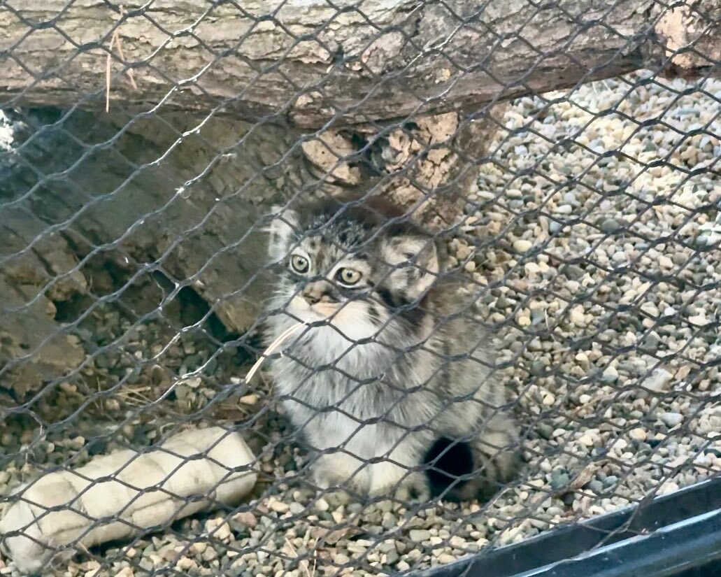 Everyday life of young Kazyavochka - Pallas' cat, Small cats, Cat family, Predatory animals, Wild animals, The photo, Zoo, Young, Video, Vertical video, Facebook (link), Longpost