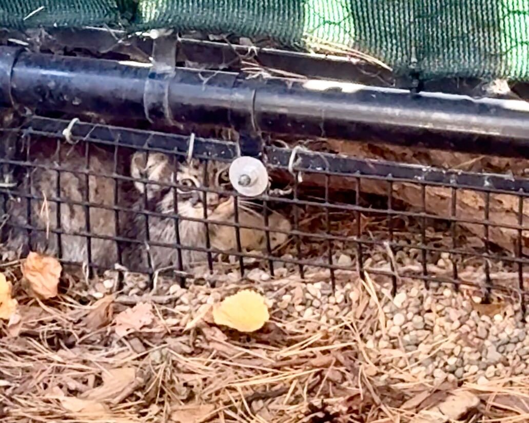 Everyday life of young Kazyavochka - Pallas' cat, Small cats, Cat family, Predatory animals, Wild animals, The photo, Zoo, Young, Video, Vertical video, Facebook (link), Longpost