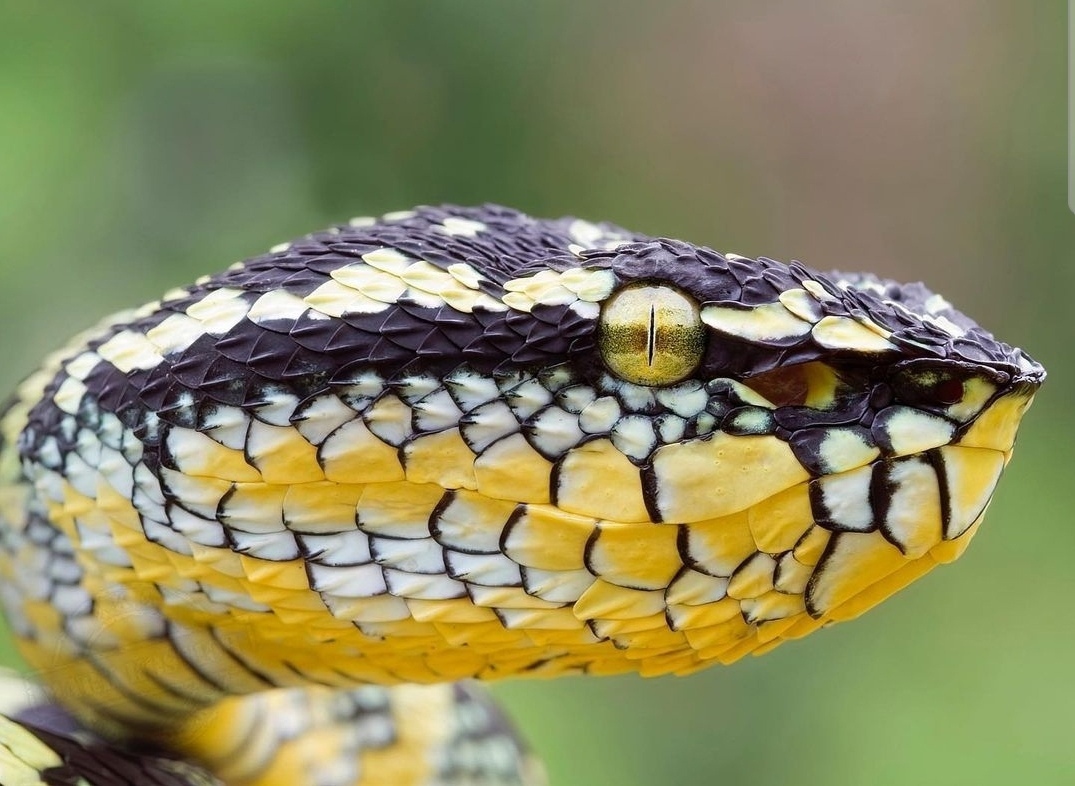 Pencils and Snakes. Part 2 - My, Creation, Art, Snake, Colour pencils, Pencil drawing, Traditional art, Longpost