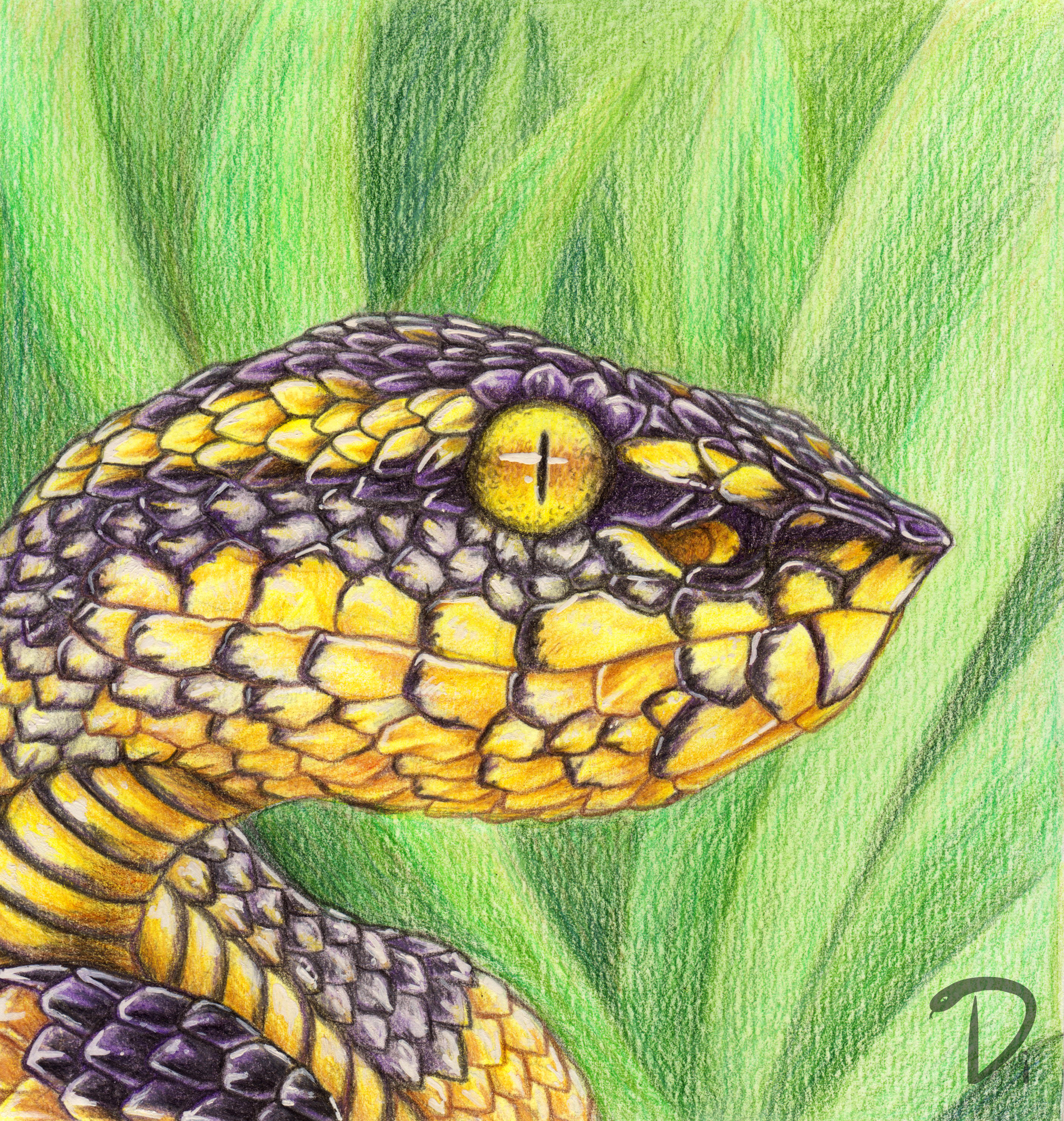 Pencils and Snakes. Part 2 - My, Creation, Art, Snake, Colour pencils, Pencil drawing, Traditional art, Longpost