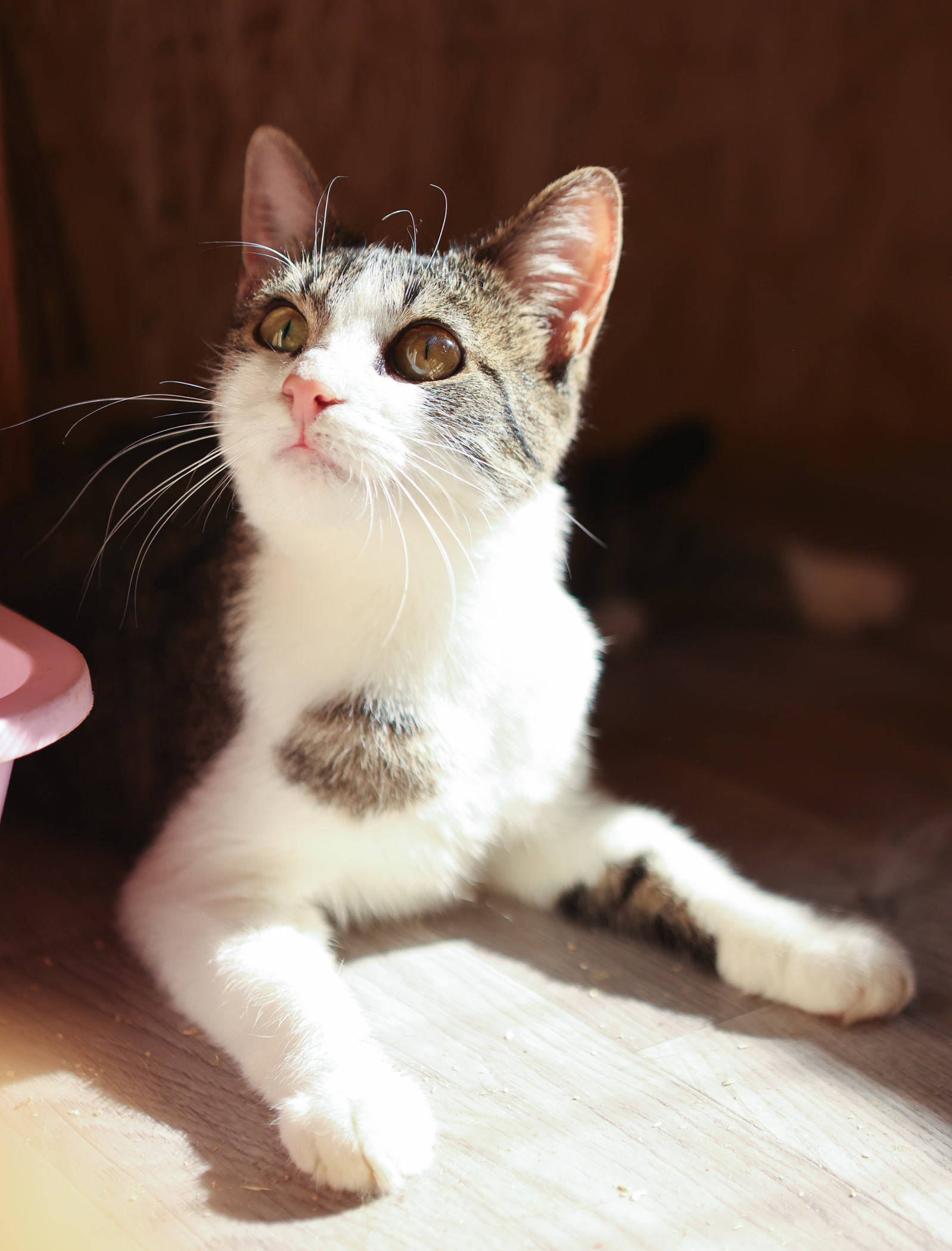 Clever Cloudberry is looking for her own home - My, cat, Cat lovers, Overexposure, Shelter, Volunteering, Charity, Kittens, Veterinary, In good hands, Animal Rescue, Pet the cat, Kindness, Fluffy, Good league, Homeless animals, Longpost