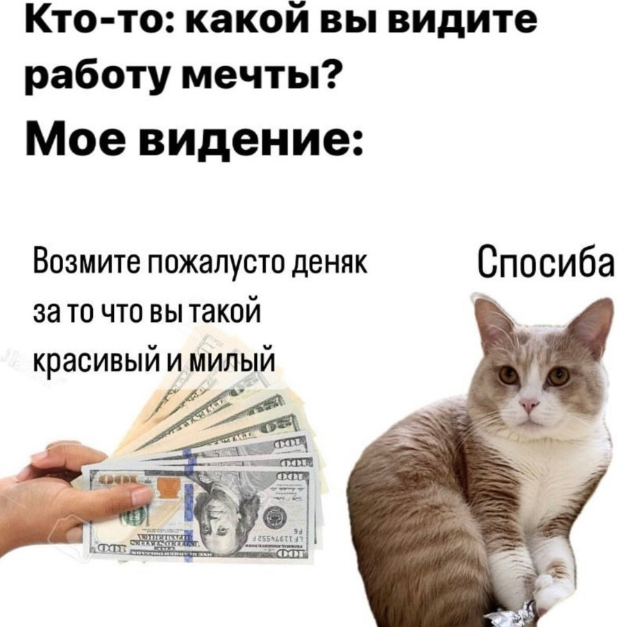 Ideal job - Humor, Memes, Picture with text, cat, Salary, Work