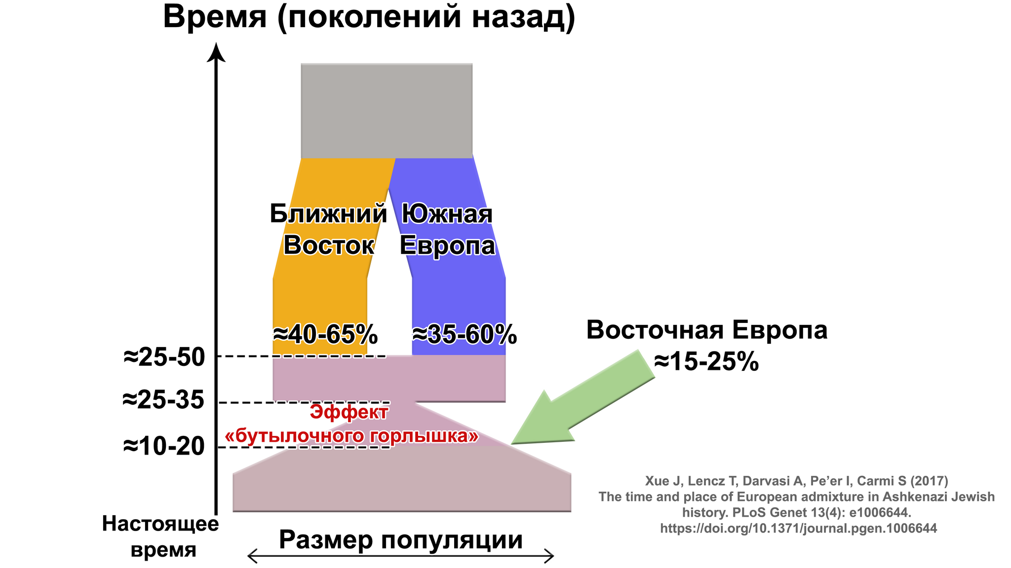 Ashkenazi Jews, genetic data. DNA of medieval Ashkenazi Jews in Germany - My, History (science), Archeology, The science, Jews, Middle Ages, History of Germany, Population genetics, Genetic diseases, Genetics, DNA, The Roman Empire, Sephardim, Erfurt, Paleogenetics, Video, Youtube, Video VK, Longpost