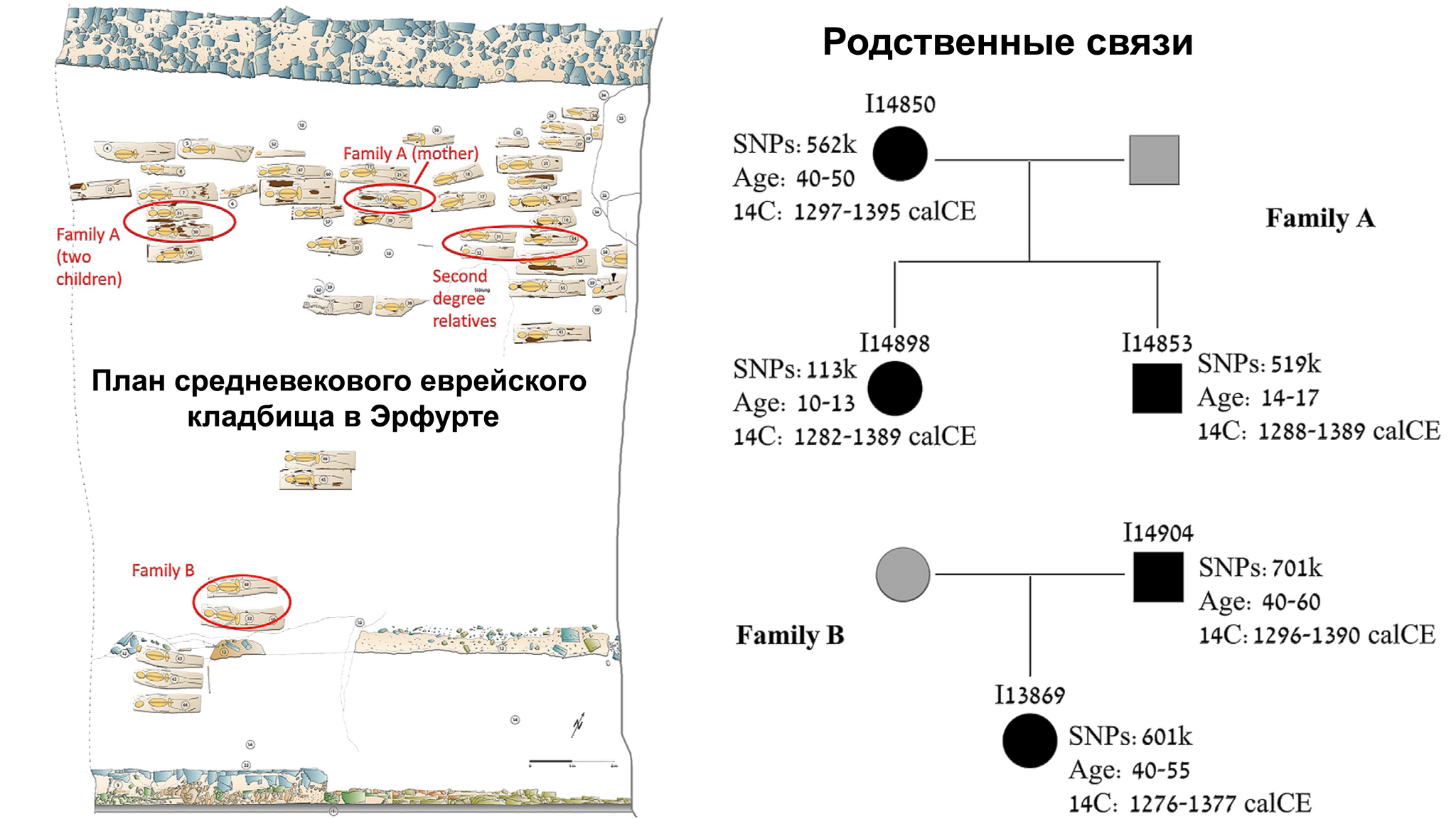 Ashkenazi Jews, genetic data. DNA of medieval Ashkenazi Jews in Germany - My, History (science), Archeology, The science, Jews, Middle Ages, History of Germany, Population genetics, Genetic diseases, Genetics, DNA, The Roman Empire, Sephardim, Erfurt, Paleogenetics, Video, Youtube, Video VK, Longpost