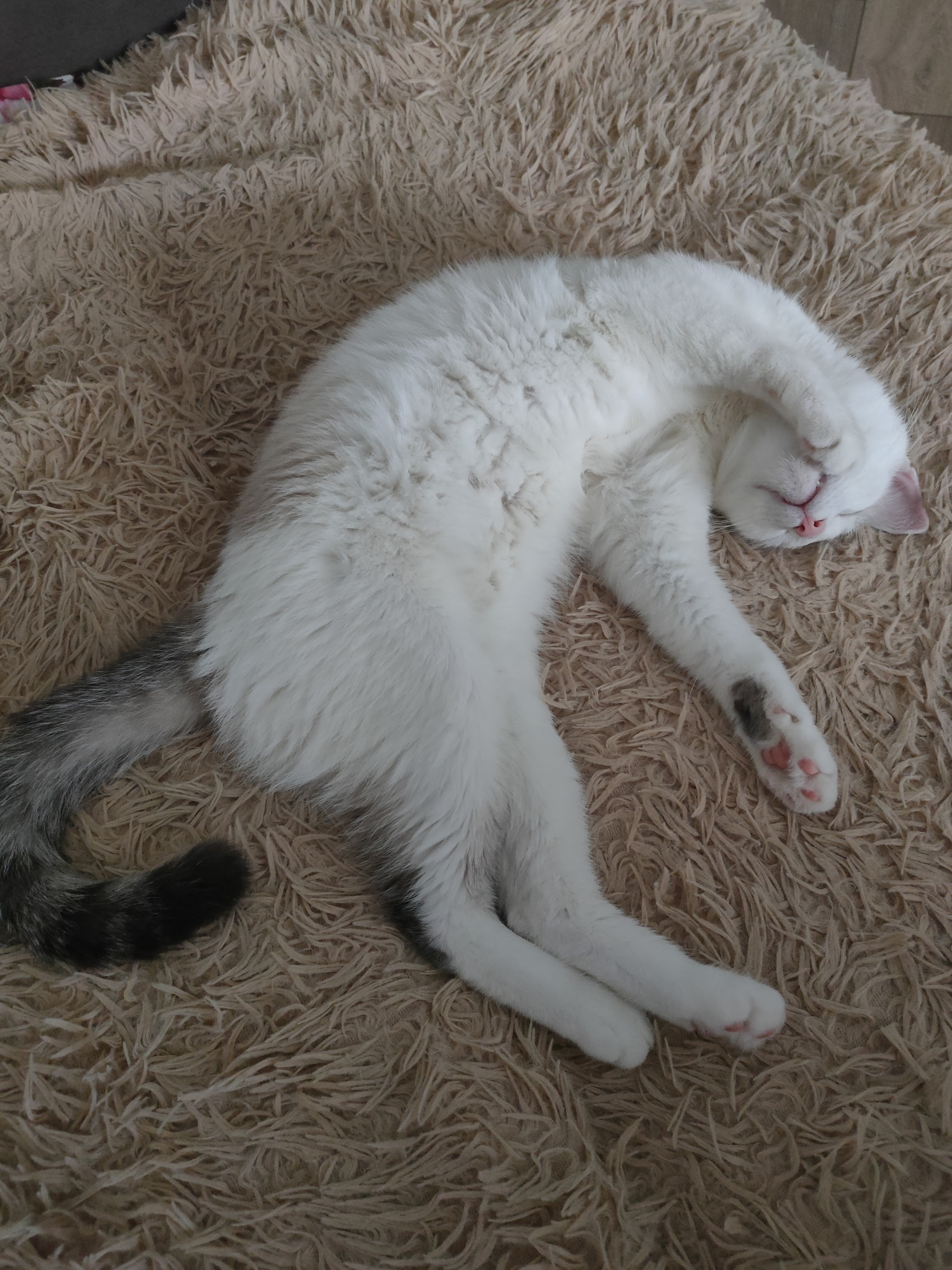 Share how your furry friends sleep! - My, cat, Fluffy, Pets, Paws, Cat lovers