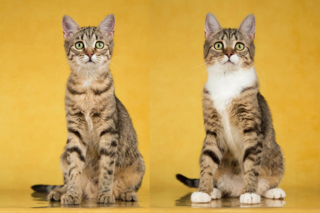 Krenya and Olivia: Twin Sisters Young Beauties in Search of a Warm Home Moscow - My, In good hands, Homeless animals, Kittens, Veterinary, cat, Cat lovers, Good league, Lost, Overexposure, Animal Rescue, No rating, Volunteering, Fluffy, Pet the cat, Help, Longpost