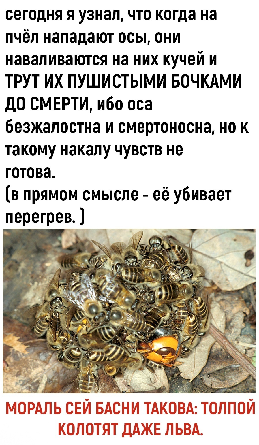 The moral of this story is this - Picture with text, Humor, Animals, Bees, Wasp