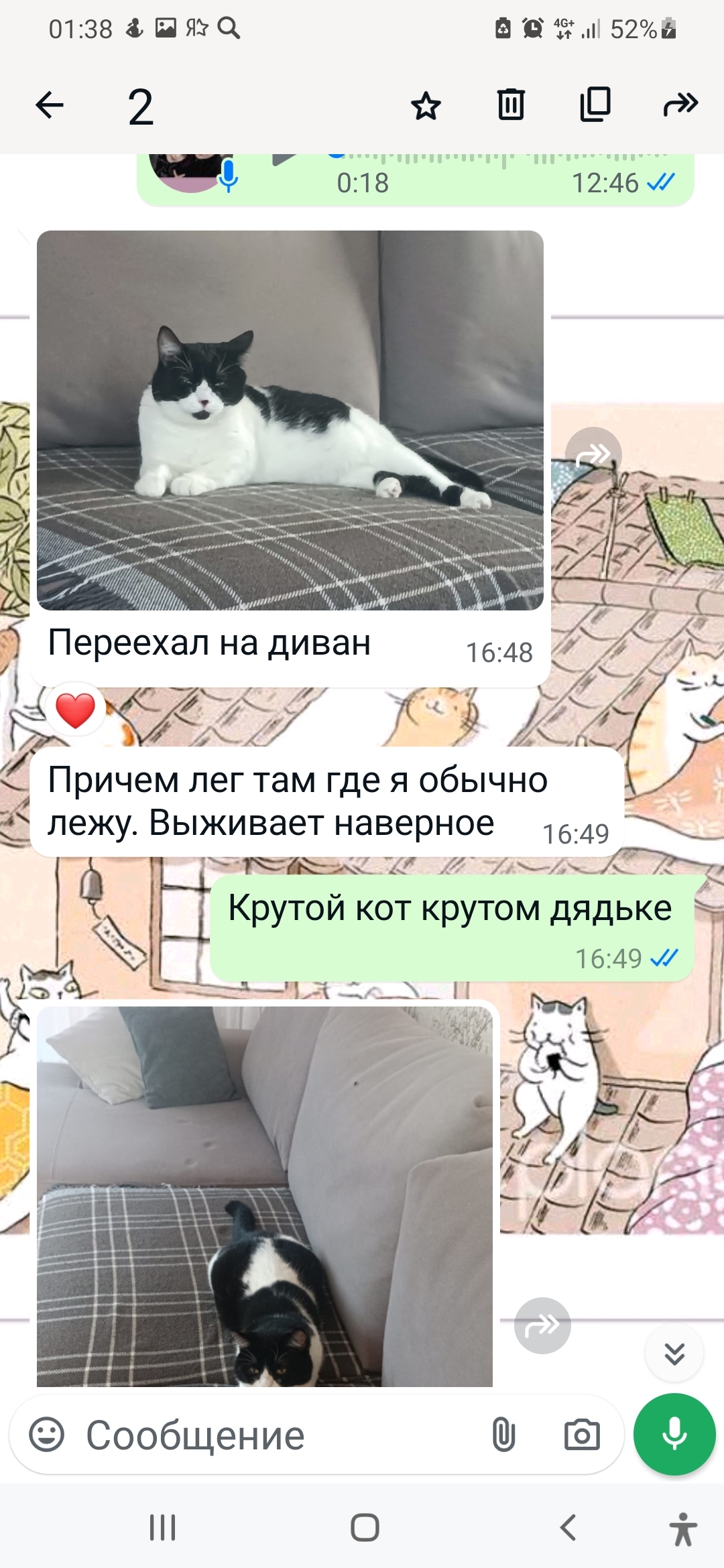 Batman: The Uncooperative Cat Found His Human - My, cat, Animal shelter, House, Kindness, Batman, Positive, Helping animals, Krasnoyarsk, Video, Longpost