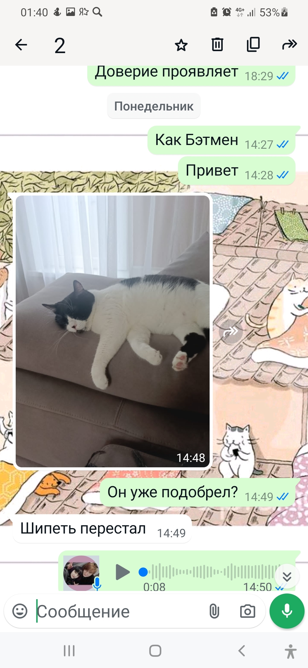 Batman: The Uncooperative Cat Found His Human - My, cat, Animal shelter, House, Kindness, Batman, Positive, Helping animals, Krasnoyarsk, Video, Longpost