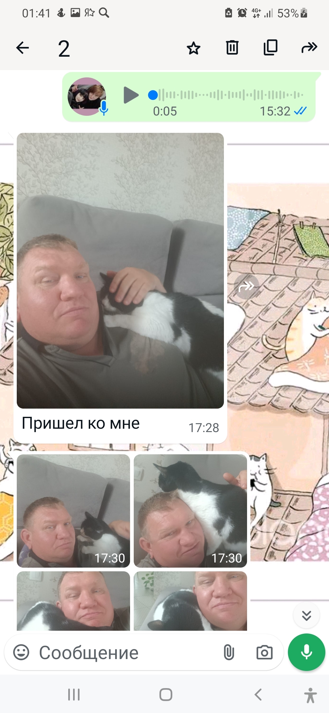 Batman: The Uncooperative Cat Found His Human - My, cat, Animal shelter, House, Kindness, Batman, Positive, Helping animals, Krasnoyarsk, Video, Longpost