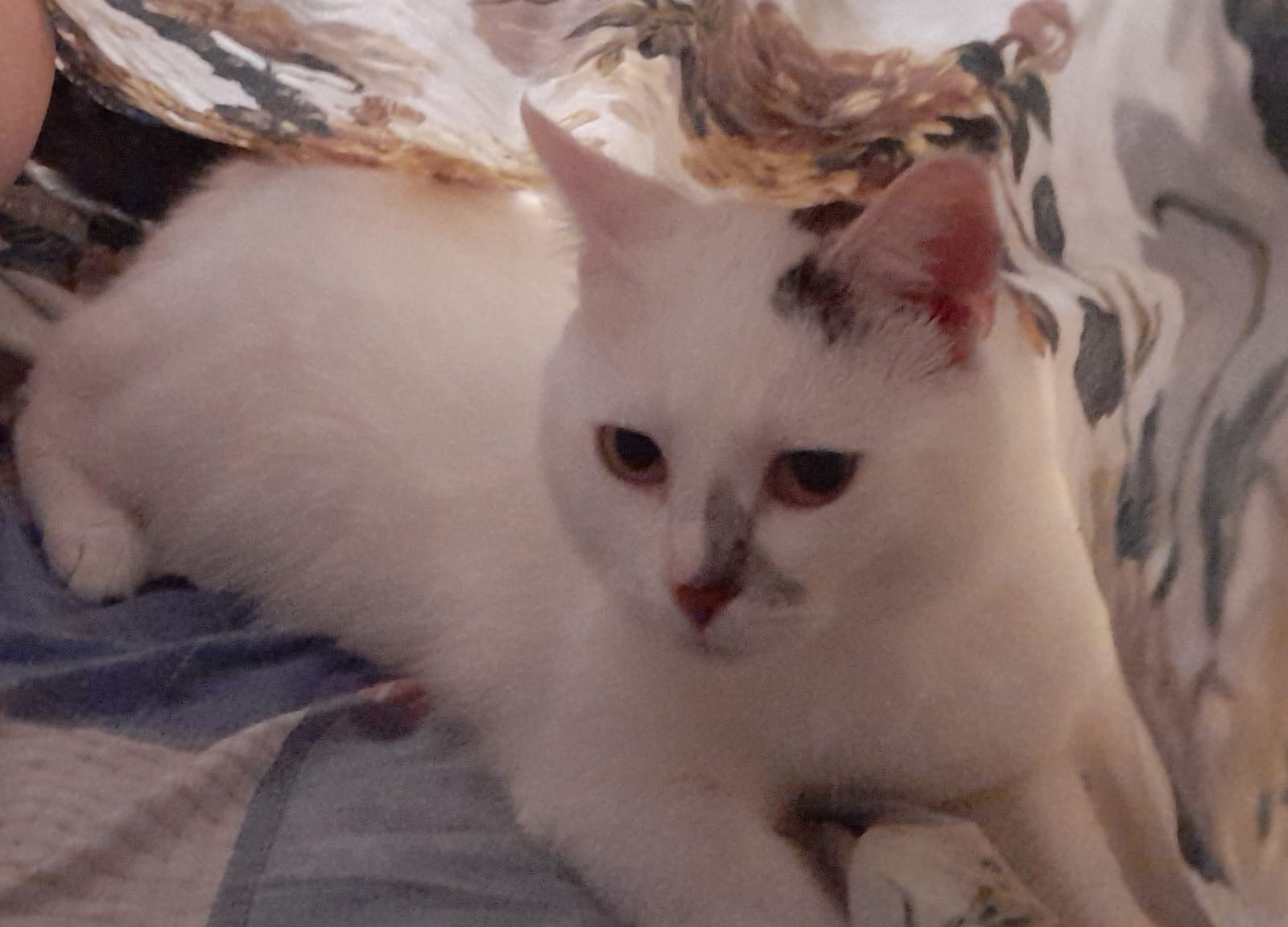 The cat is lost - My, Lost cat, Help me find, Longpost, cat, Help, Search for animals, Lipetsk, No rating