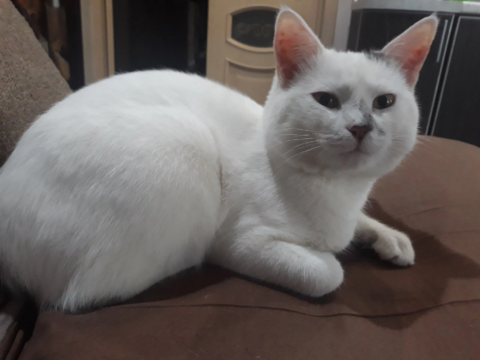 The cat is lost - My, Lost cat, Help me find, Longpost, cat, Help, Search for animals, Lipetsk, No rating