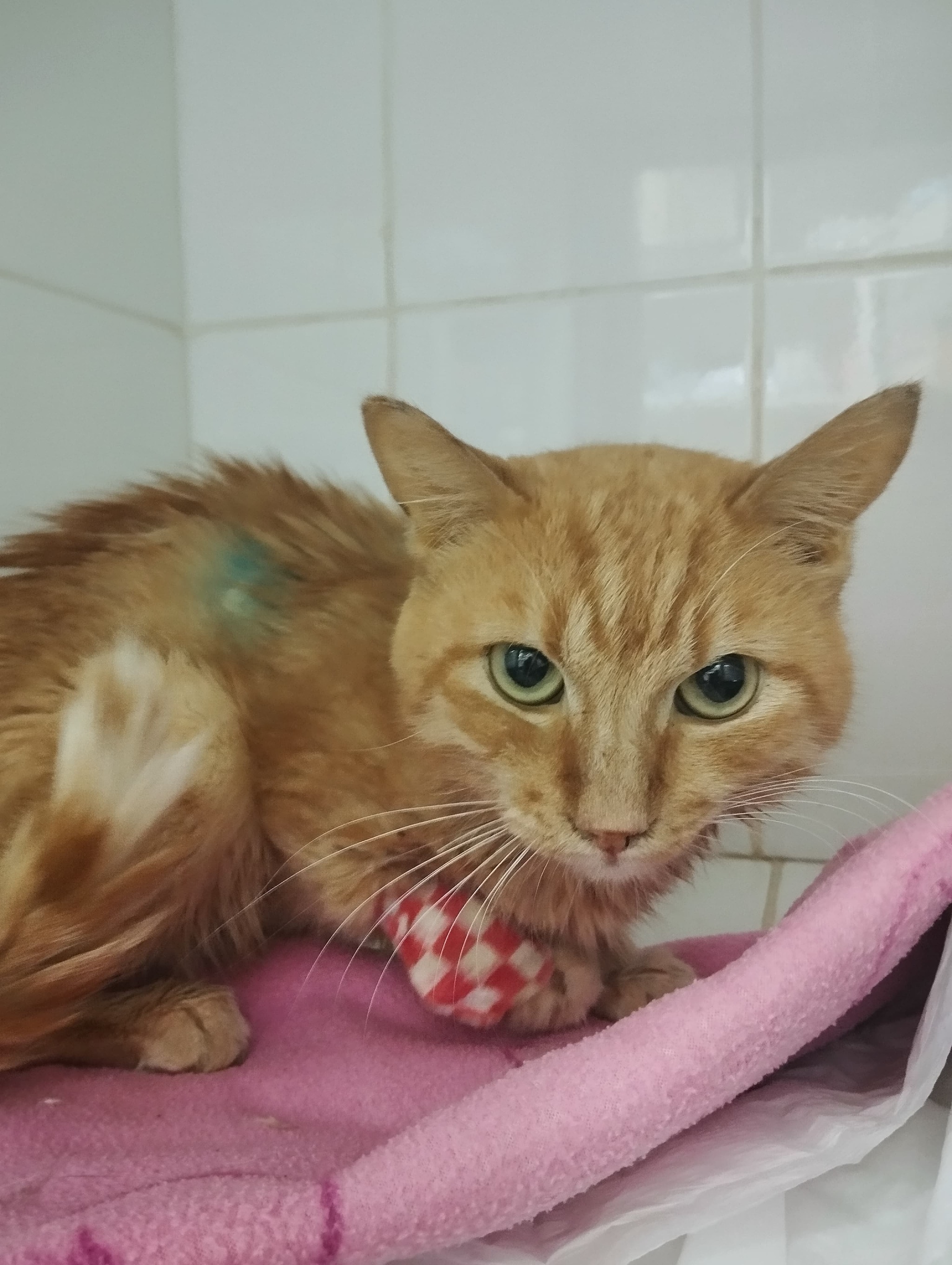 Cat Fighter. Breathing on his own for the third day - My, cat, Krasnoyarsk, Helping animals, Animal shelter, Redheads, Infectious peritonitis of cats, Fight for survival, Vet clinic, Video, Vertical video, Longpost