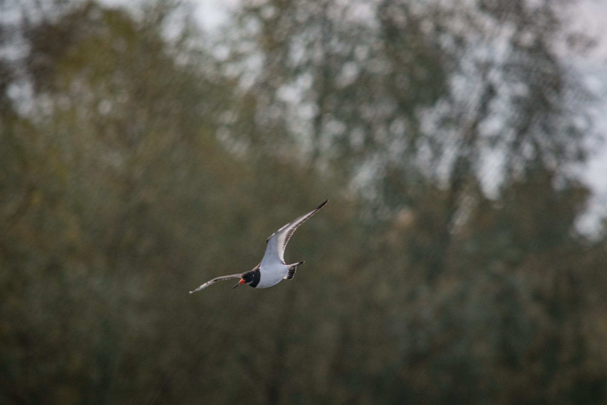 Oystercatcher - My, The photo, Nikon, The nature of Russia, Photo hunting, Birds, Ornithology League, Bird watching, Ornithology, River, In the animal world, Longpost