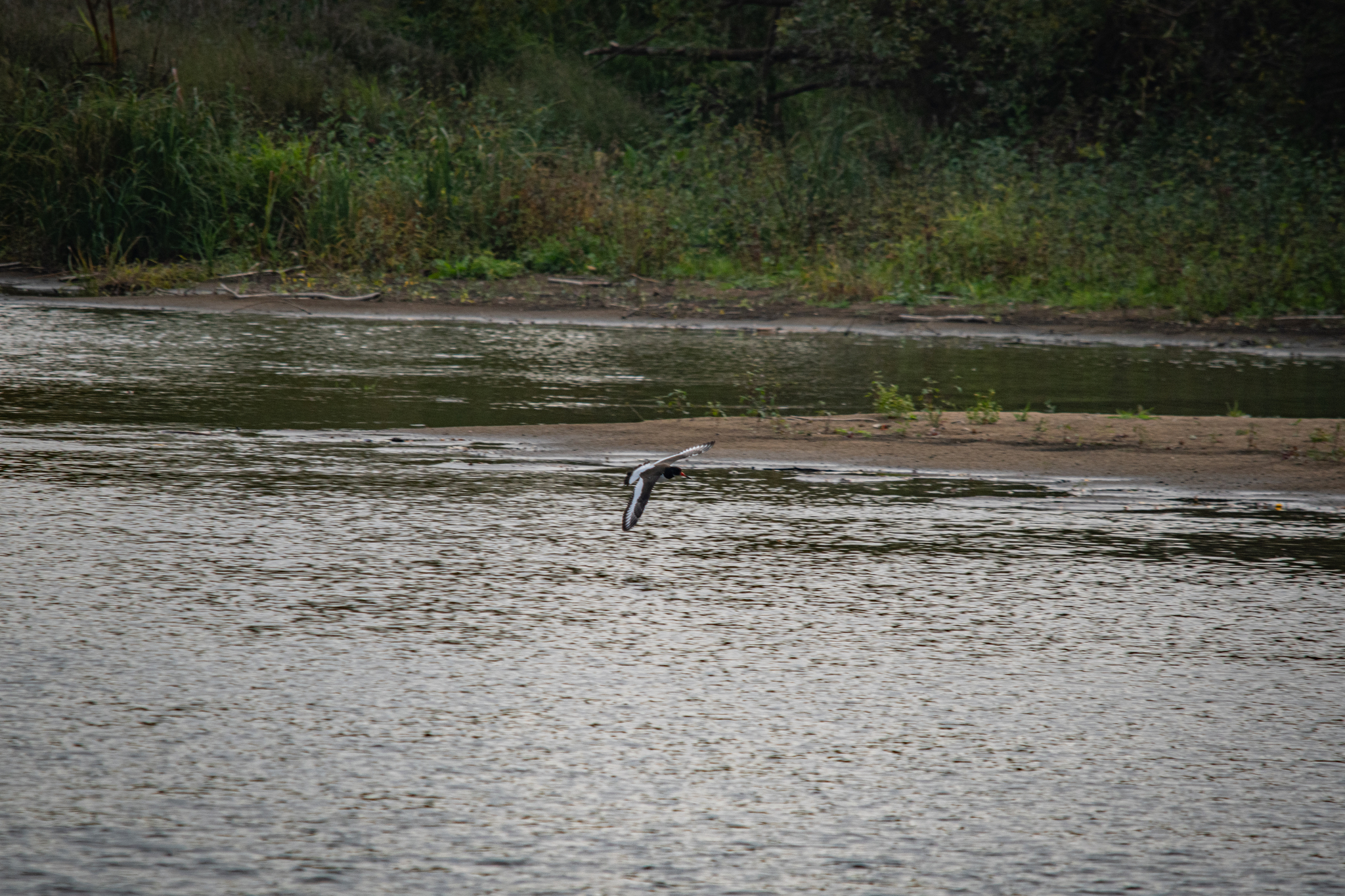 Oystercatcher - My, The photo, Nikon, The nature of Russia, Photo hunting, Birds, Ornithology League, Bird watching, Ornithology, River, In the animal world, Longpost