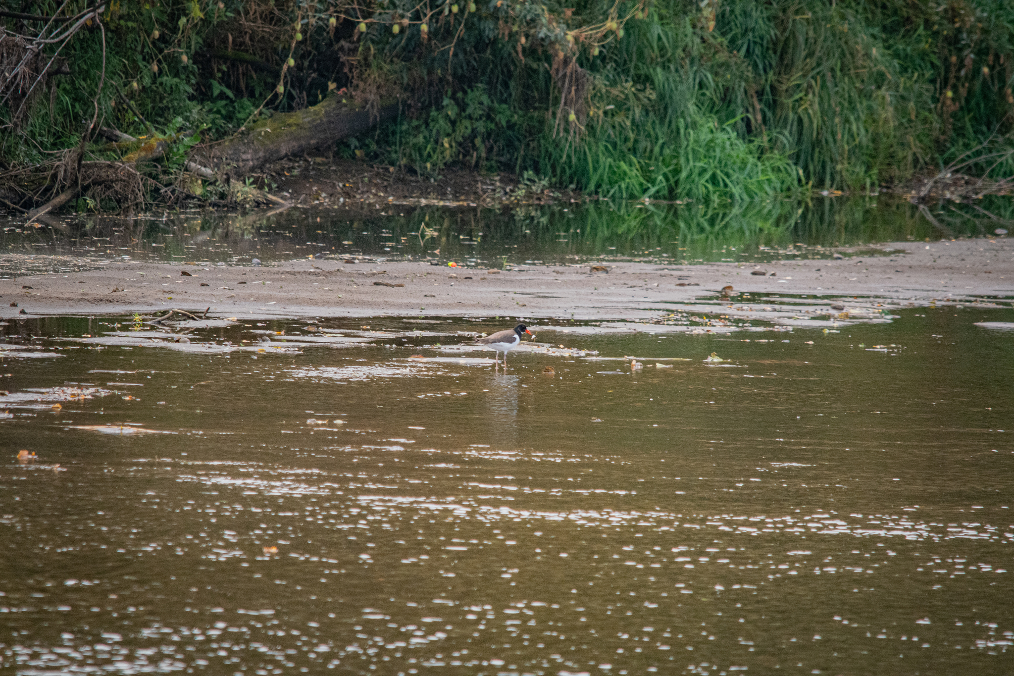 Oystercatcher - My, The photo, Nikon, The nature of Russia, Photo hunting, Birds, Ornithology League, Bird watching, Ornithology, River, In the animal world, Longpost