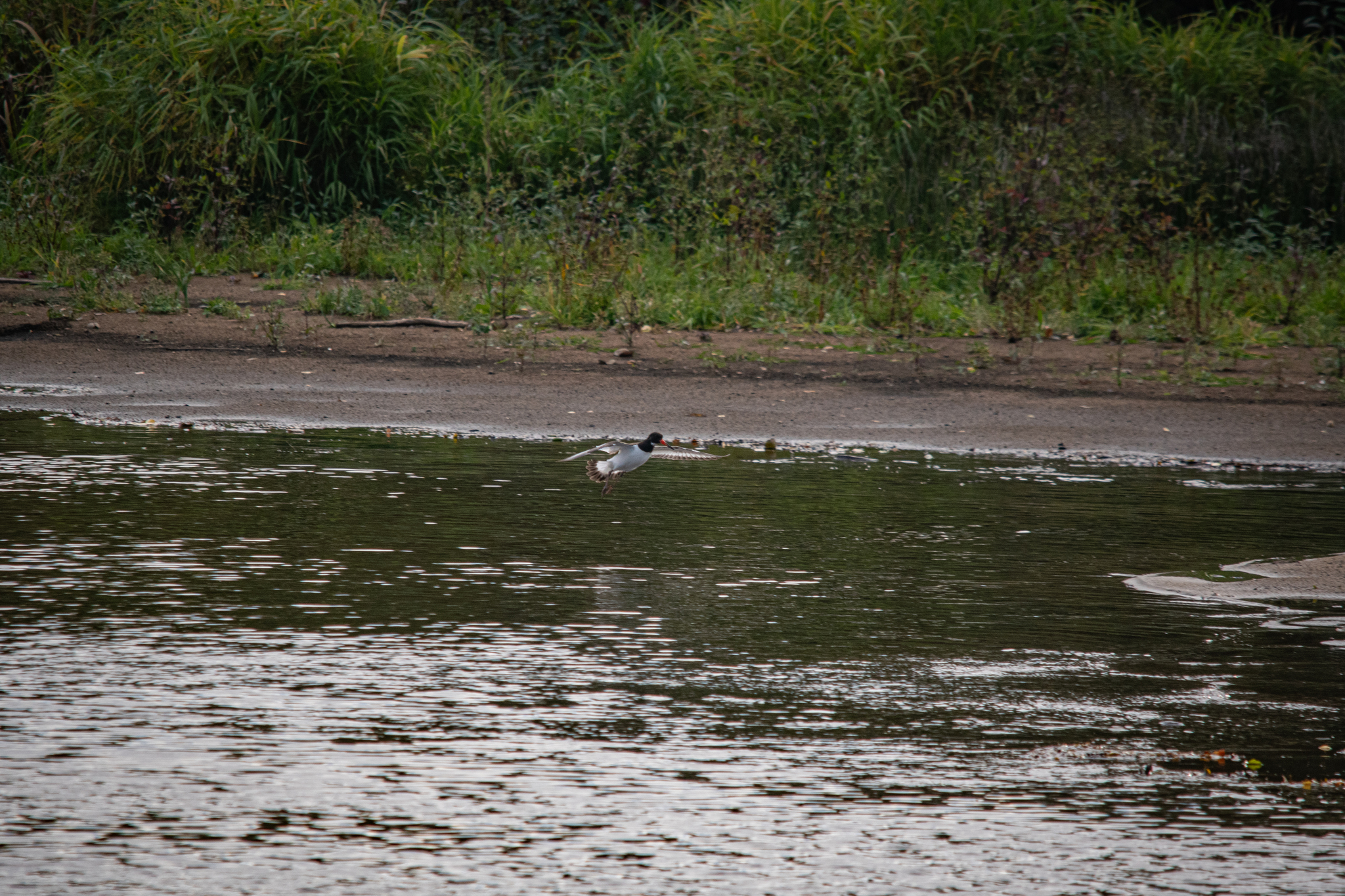 Oystercatcher - My, The photo, Nikon, The nature of Russia, Photo hunting, Birds, Ornithology League, Bird watching, Ornithology, River, In the animal world, Longpost