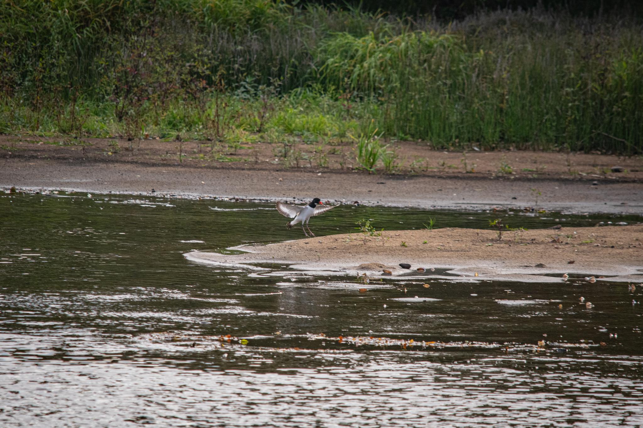 Oystercatcher - My, The photo, Nikon, The nature of Russia, Photo hunting, Birds, Ornithology League, Bird watching, Ornithology, River, In the animal world, Longpost