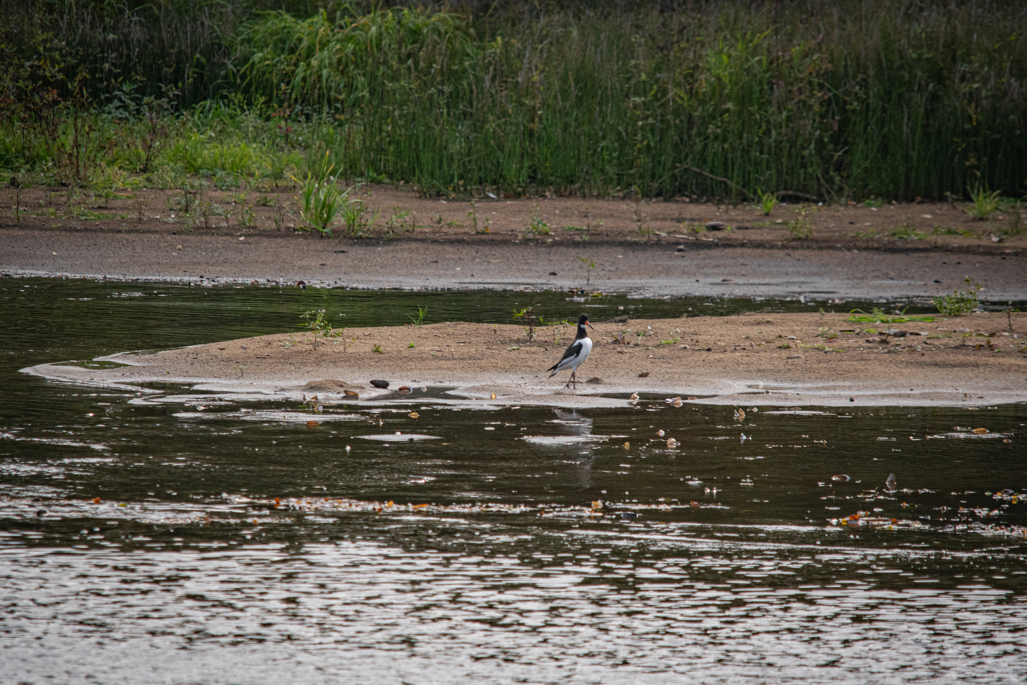 Oystercatcher - My, The photo, Nikon, The nature of Russia, Photo hunting, Birds, Ornithology League, Bird watching, Ornithology, River, In the animal world, Longpost