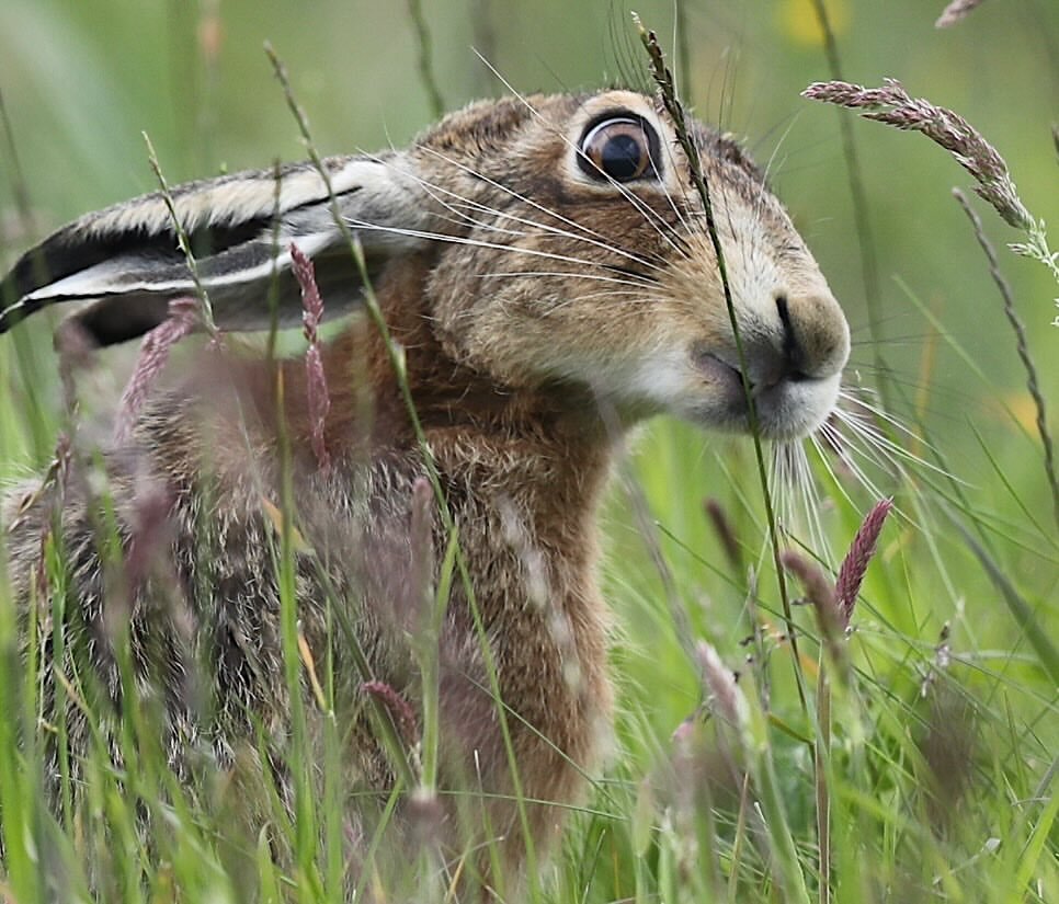 Strange blade of grass - Hare, Wild animals, wildlife, Grass, The photo