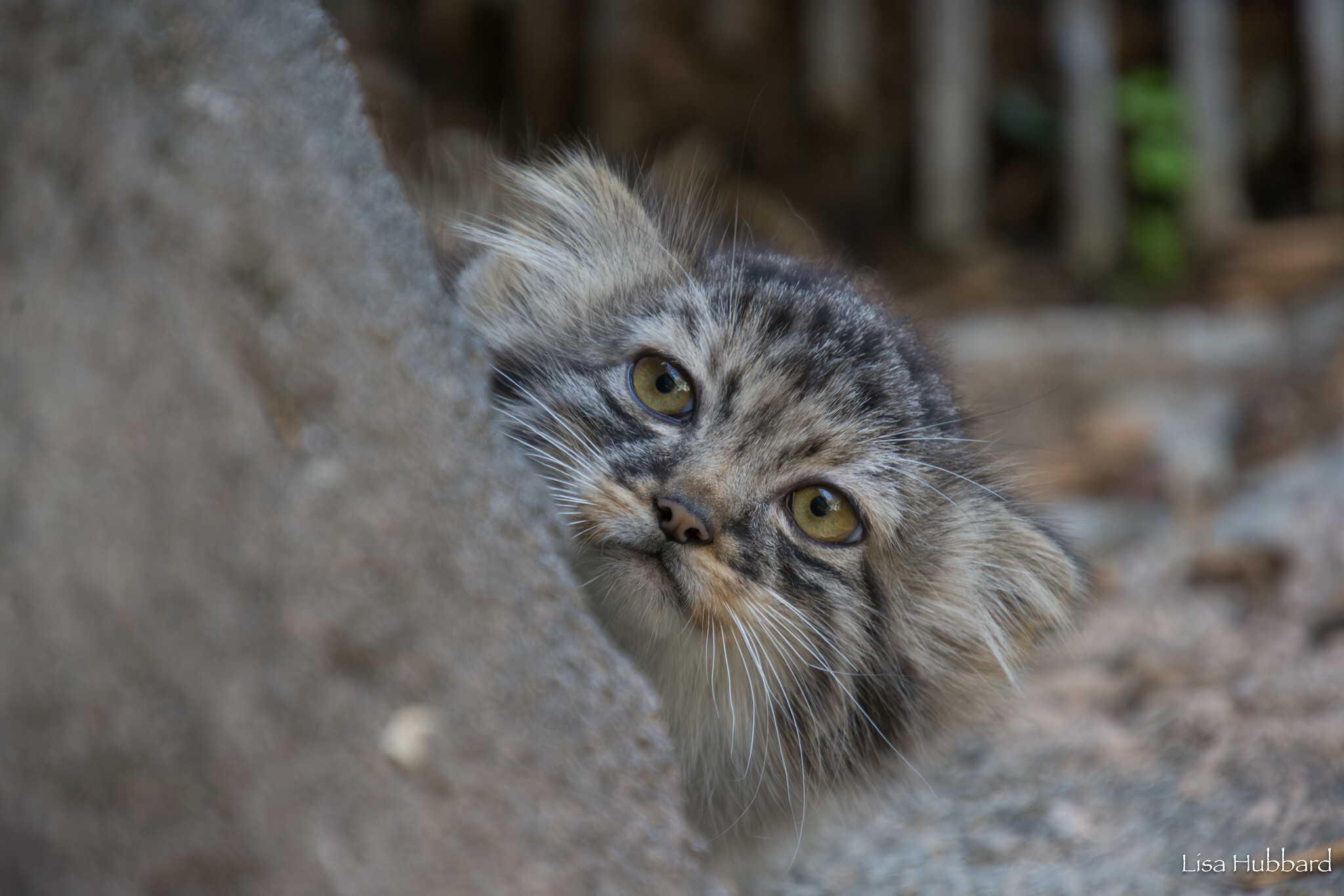 Mama Tiina's kids - Wild animals, Predatory animals, Pallas' cat, Cat family, Small cats, The photo, Young, Zoo, Longpost