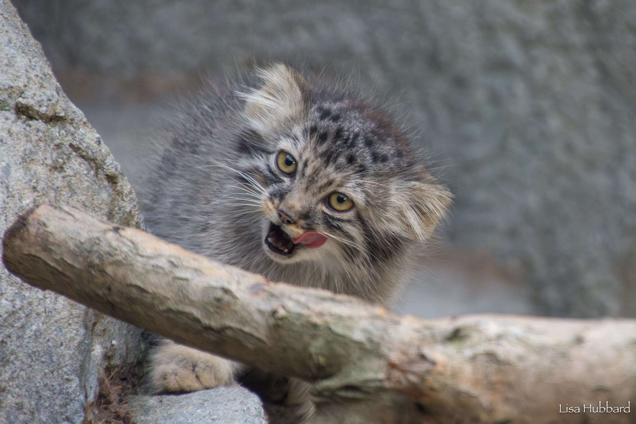 Mama Tiina's kids - Wild animals, Predatory animals, Pallas' cat, Cat family, Small cats, The photo, Young, Zoo, Longpost