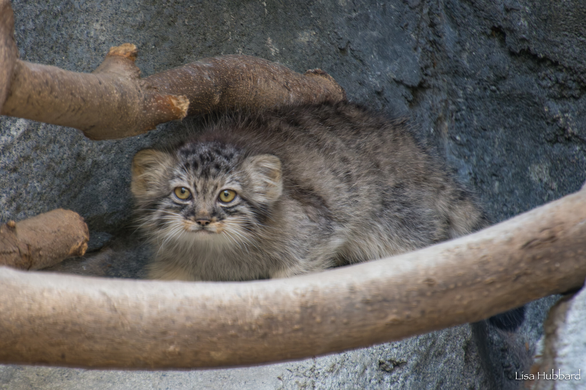 Mama Tiina's kids - Wild animals, Predatory animals, Pallas' cat, Cat family, Small cats, The photo, Young, Zoo, Longpost