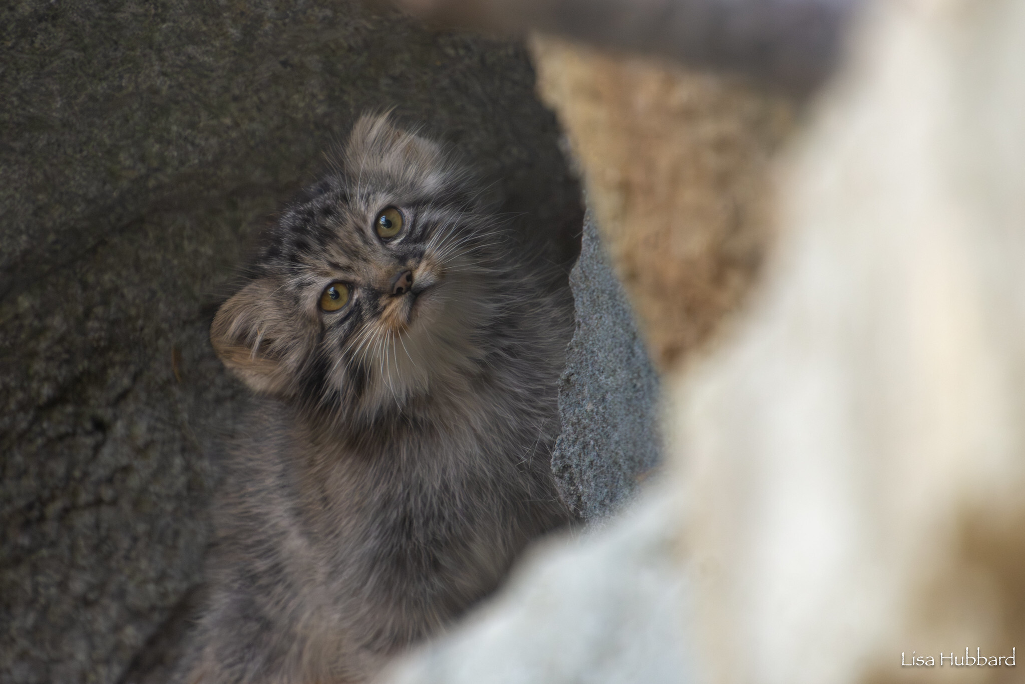 Mama Tiina's kids - Wild animals, Predatory animals, Pallas' cat, Cat family, Small cats, The photo, Young, Zoo, Longpost