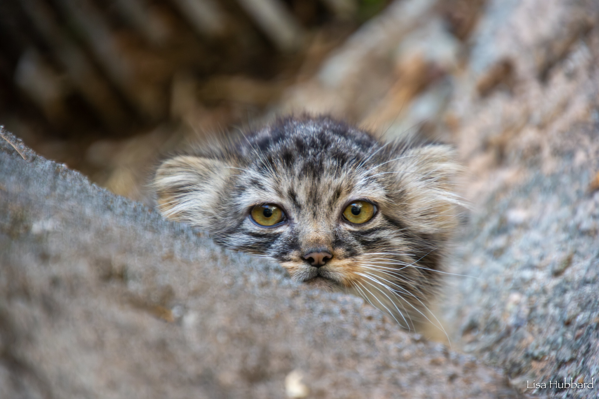 Mama Tiina's kids - Wild animals, Predatory animals, Pallas' cat, Cat family, Small cats, The photo, Young, Zoo, Longpost