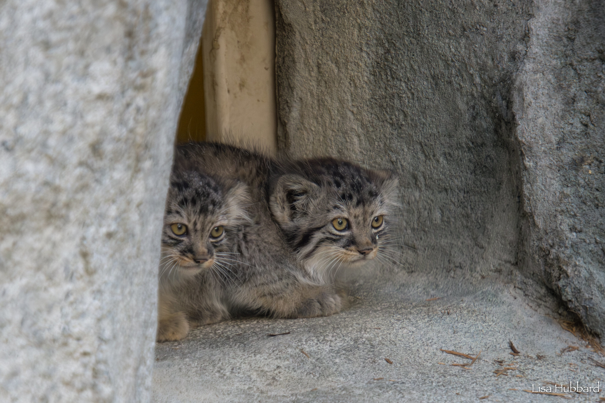 Mama Tiina's kids - Wild animals, Predatory animals, Pallas' cat, Cat family, Small cats, The photo, Young, Zoo, Longpost